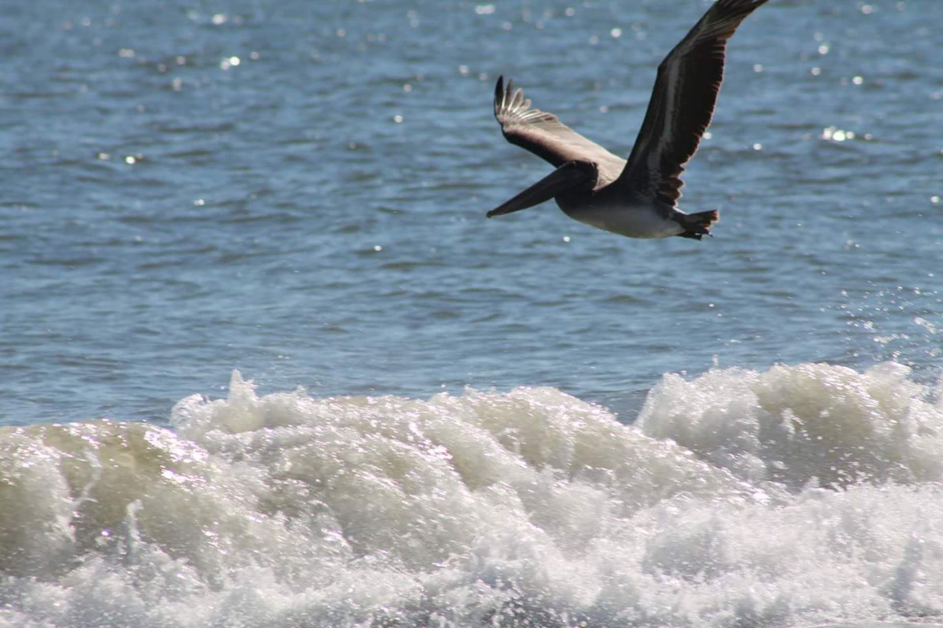 Foap.com: Bird over water | snc6683, action, bird, motion stock ...