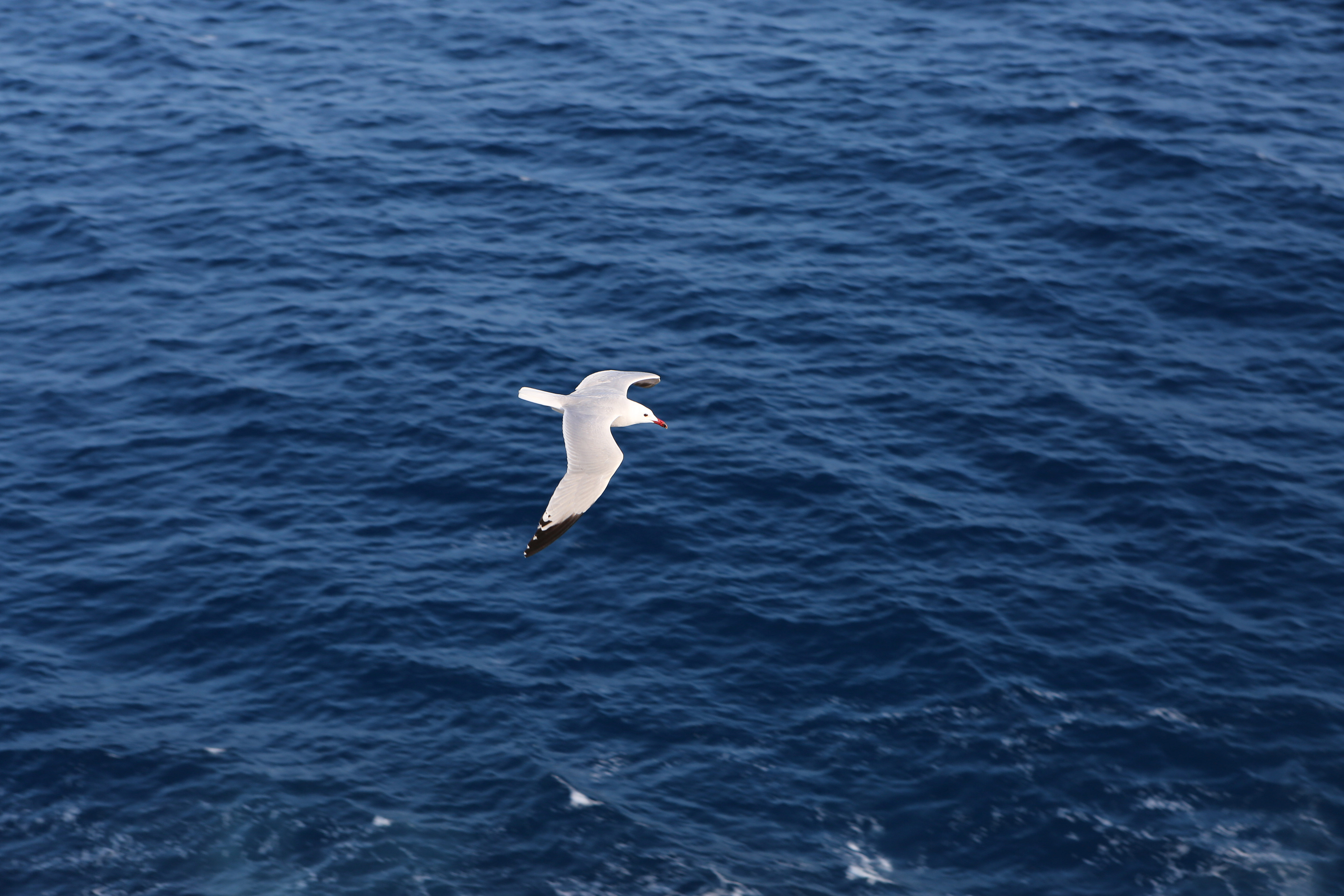 Bird over water, Bird, Blue, Gull, Seagull, HQ Photo