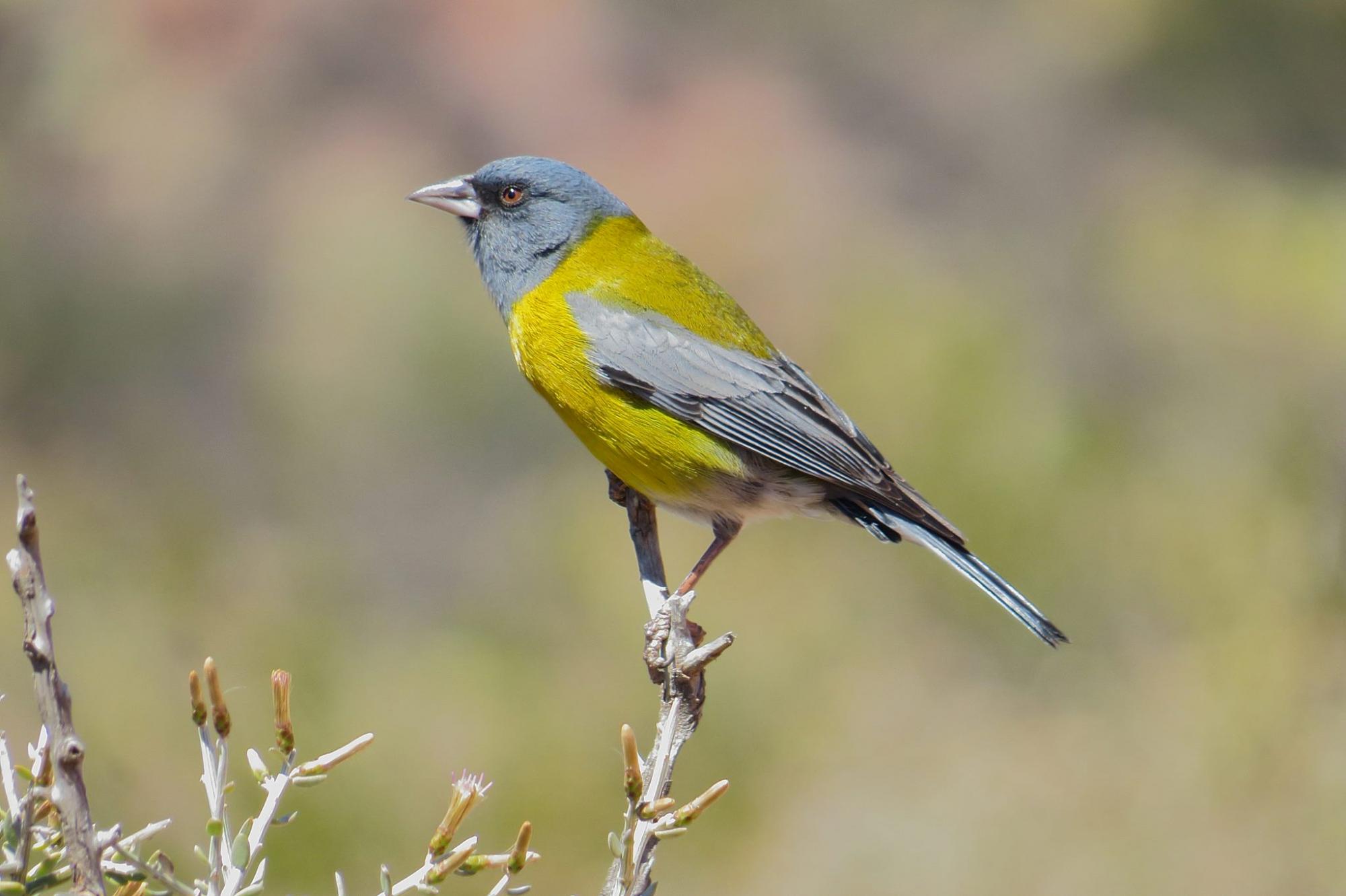 Grey-hooded Sierra-finch (Phrygilus gayi) Bird perched | the ...