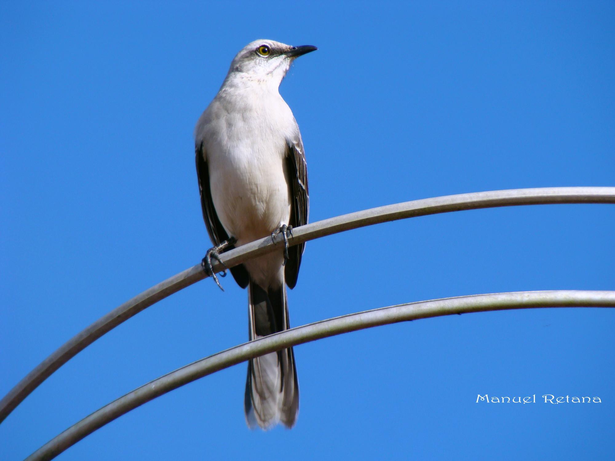 Tropical Mockingbird (Mimus gilvus) A bird perched on an antenna ...