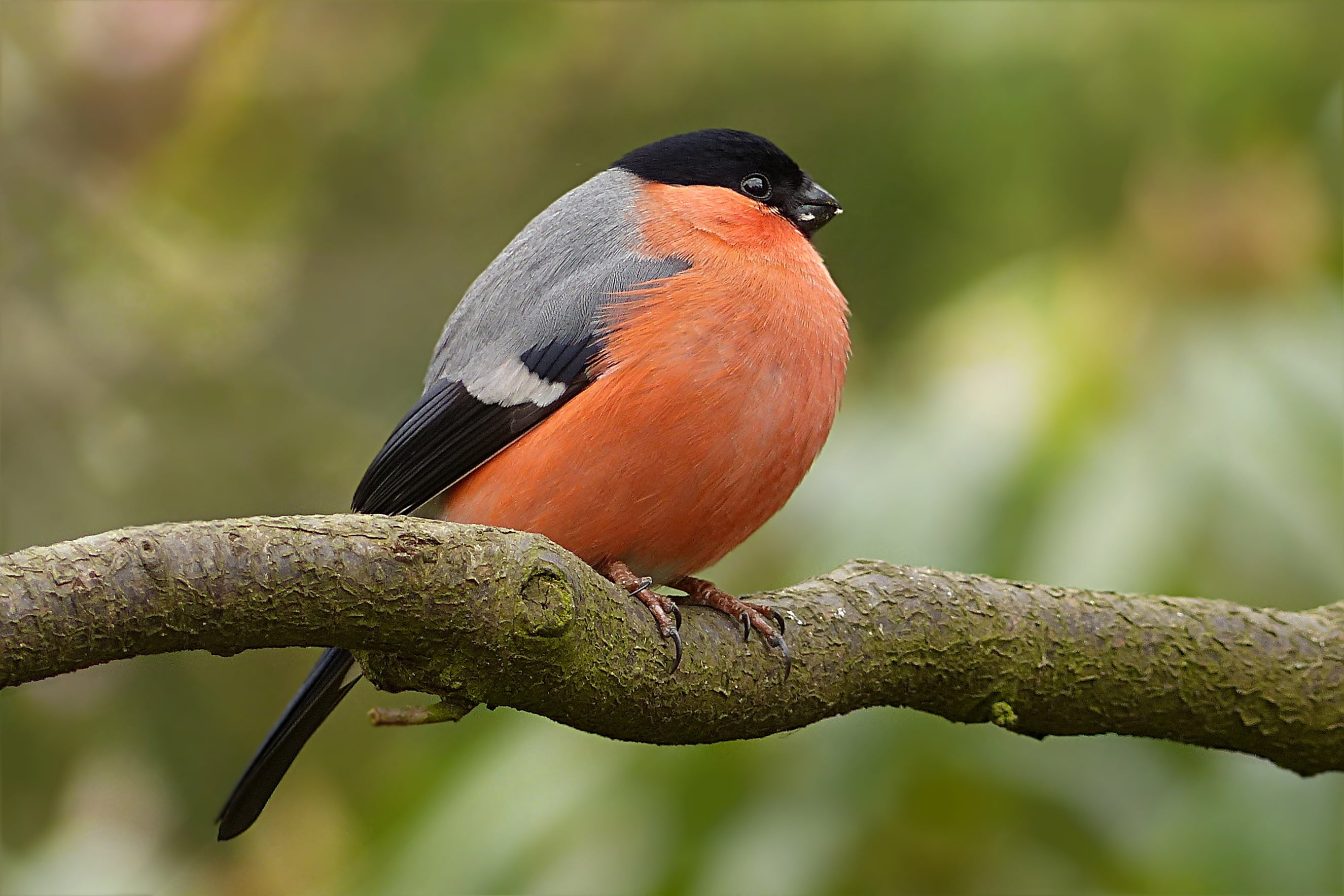 Black, grey, and orange bird perched on branch HD wallpaper ...