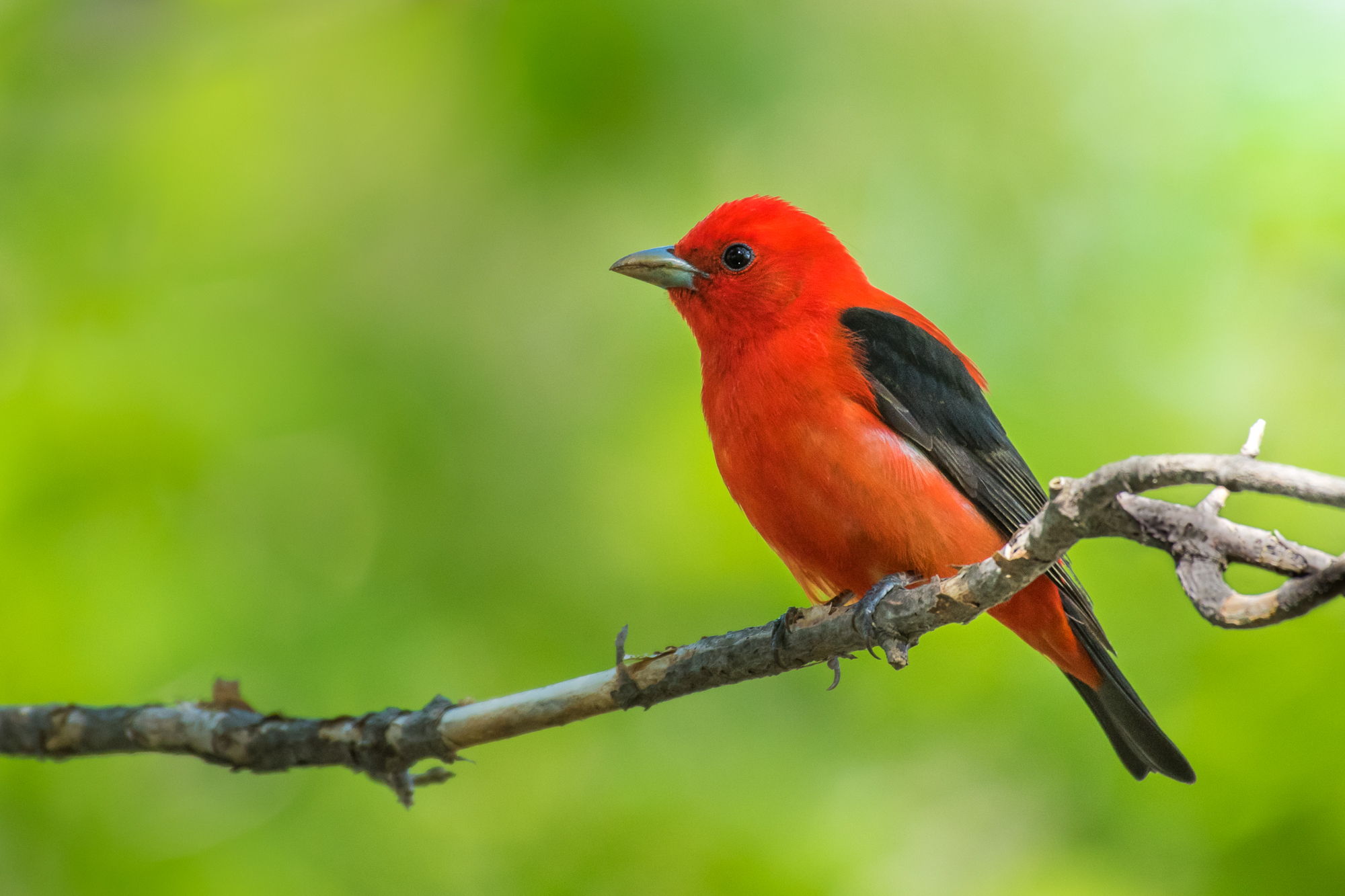 Bird Photography at Magee Marsh | RawComposition