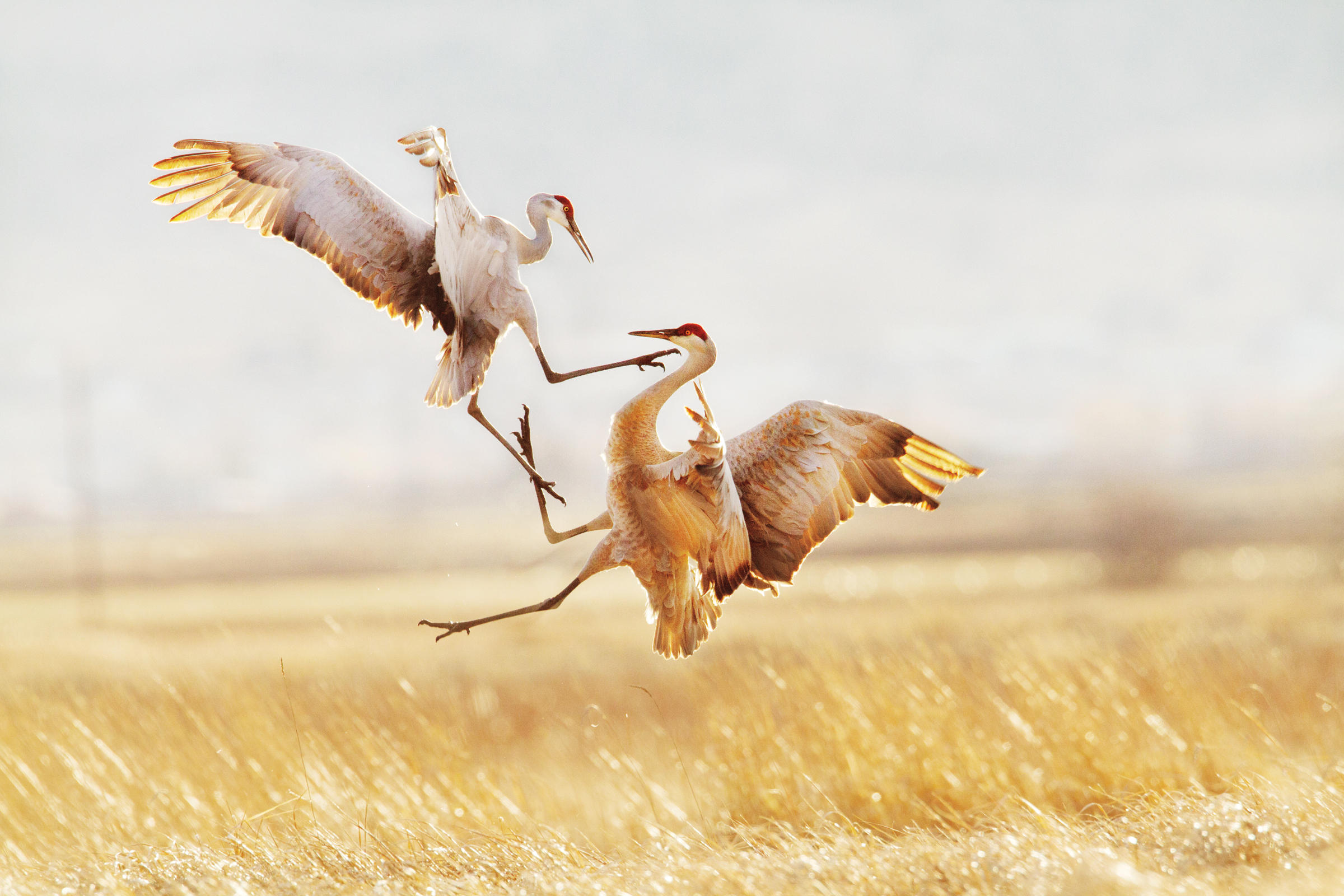 Audubon's Guide to Ethical Bird Photography | Audubon