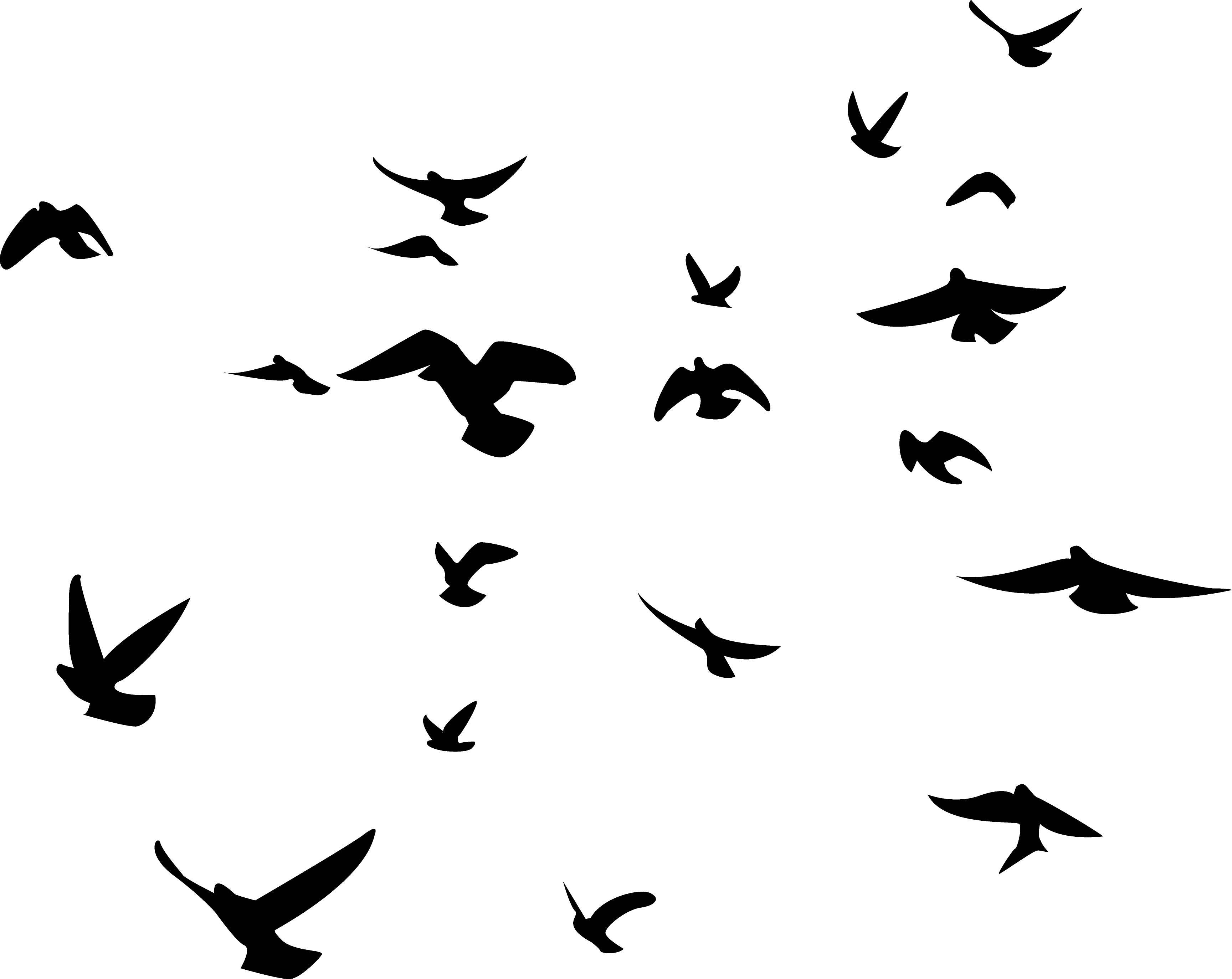 Soaring Birds Silhouette Wall Decal Set