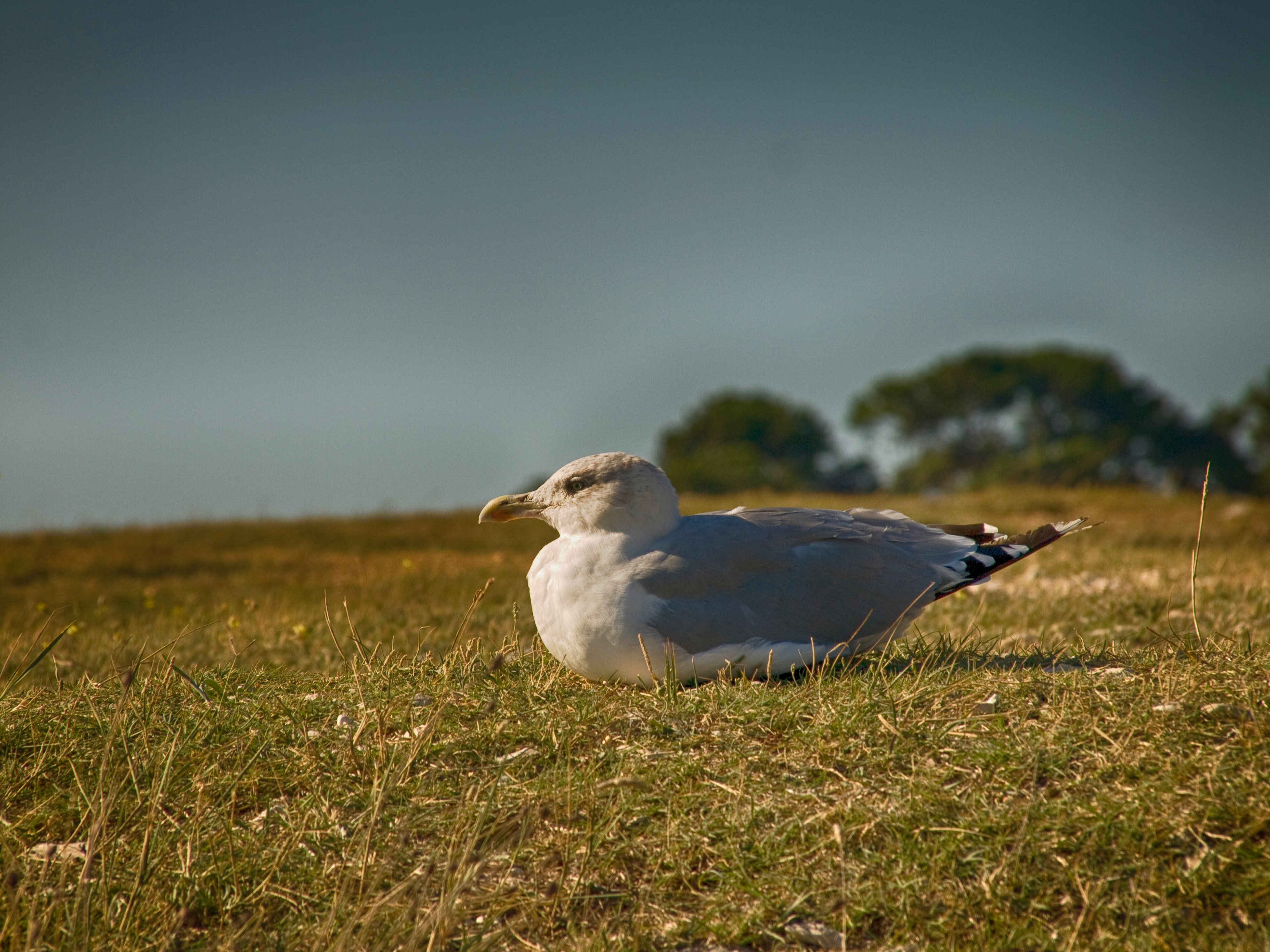 Bird sitting on grassy ground photo