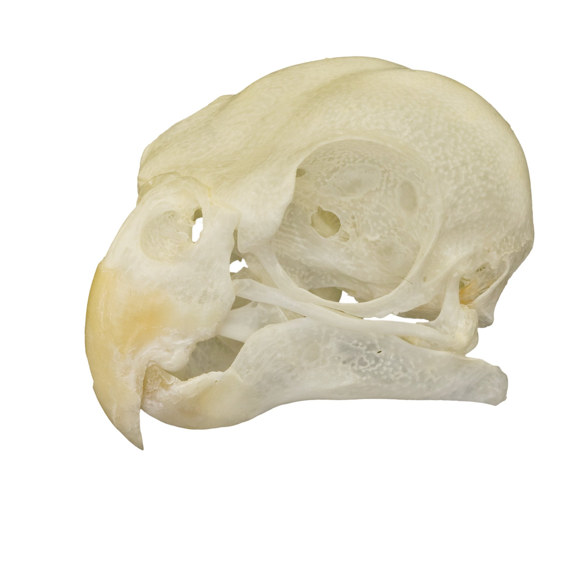 Real Cockatiel Bird Skull For Sale – Skulls Unlimited International ...
