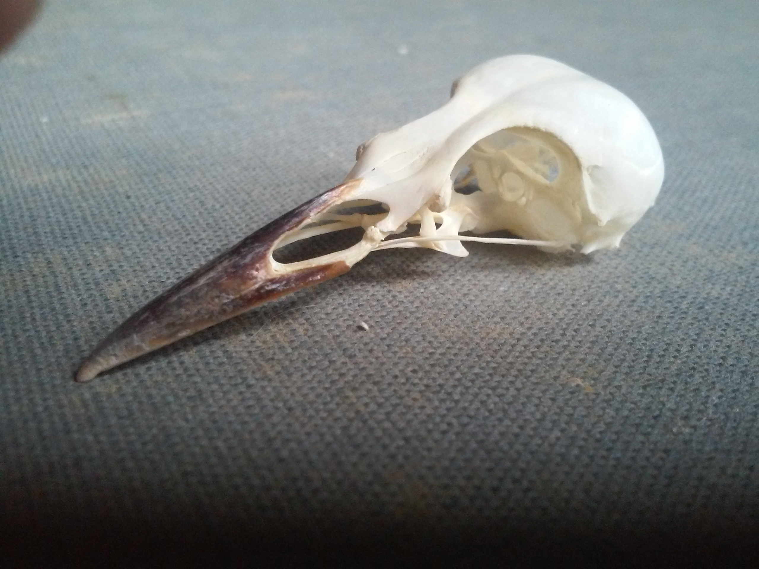 NaturePlus: Bird skull identification?