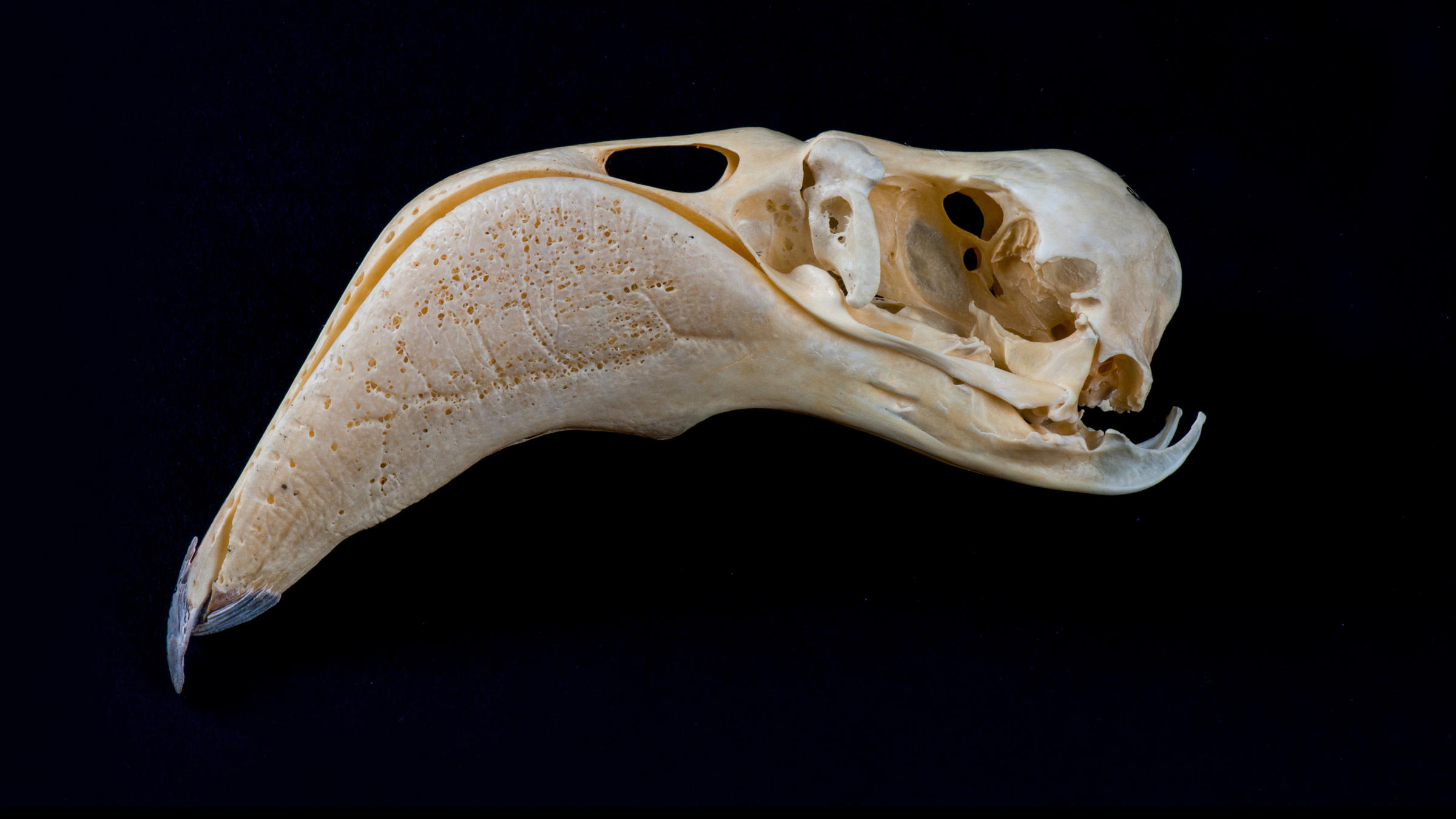 Skull-binding Bird Photos | Audubon