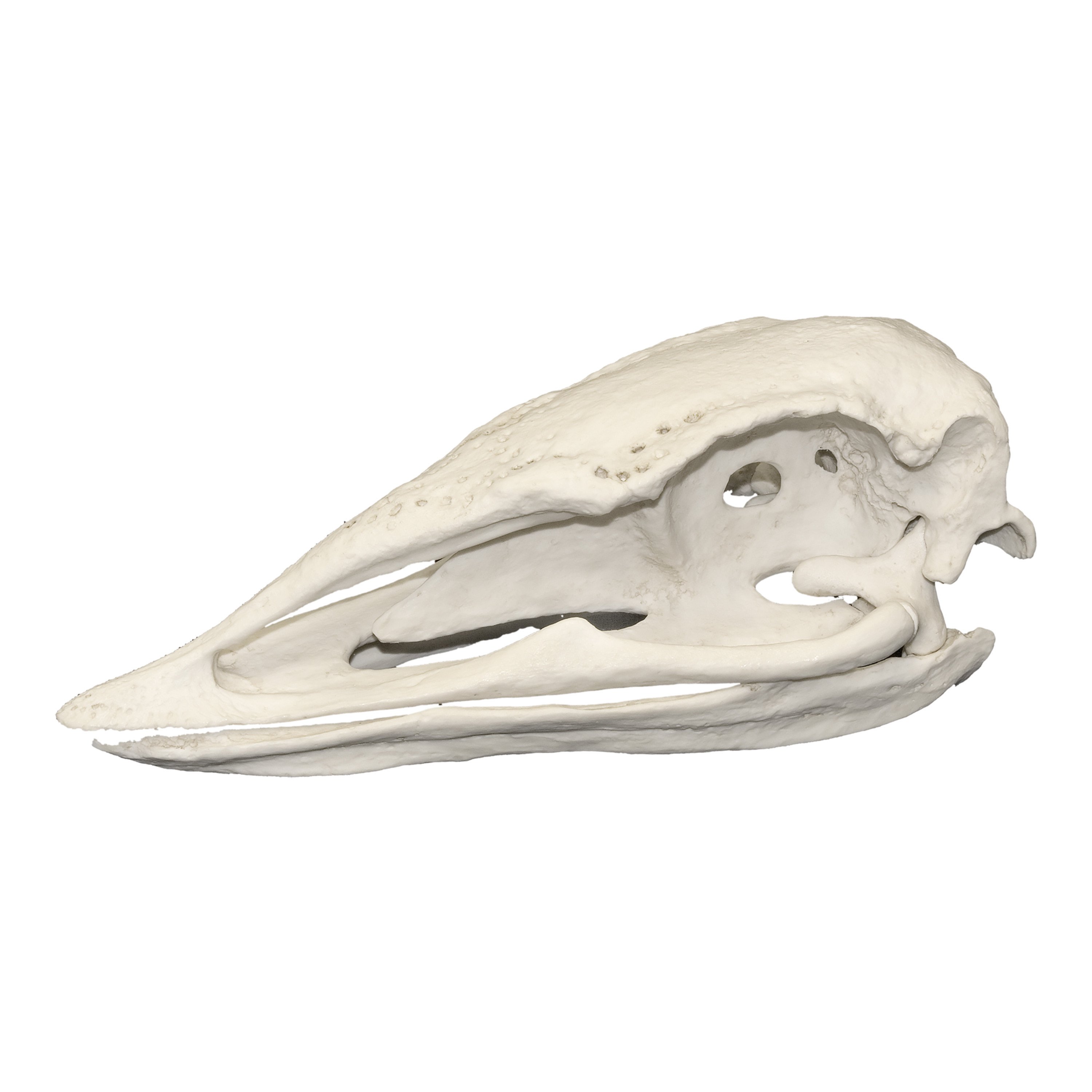 Replica Elephant Bird Skull For Sale – Skulls Unlimited ...