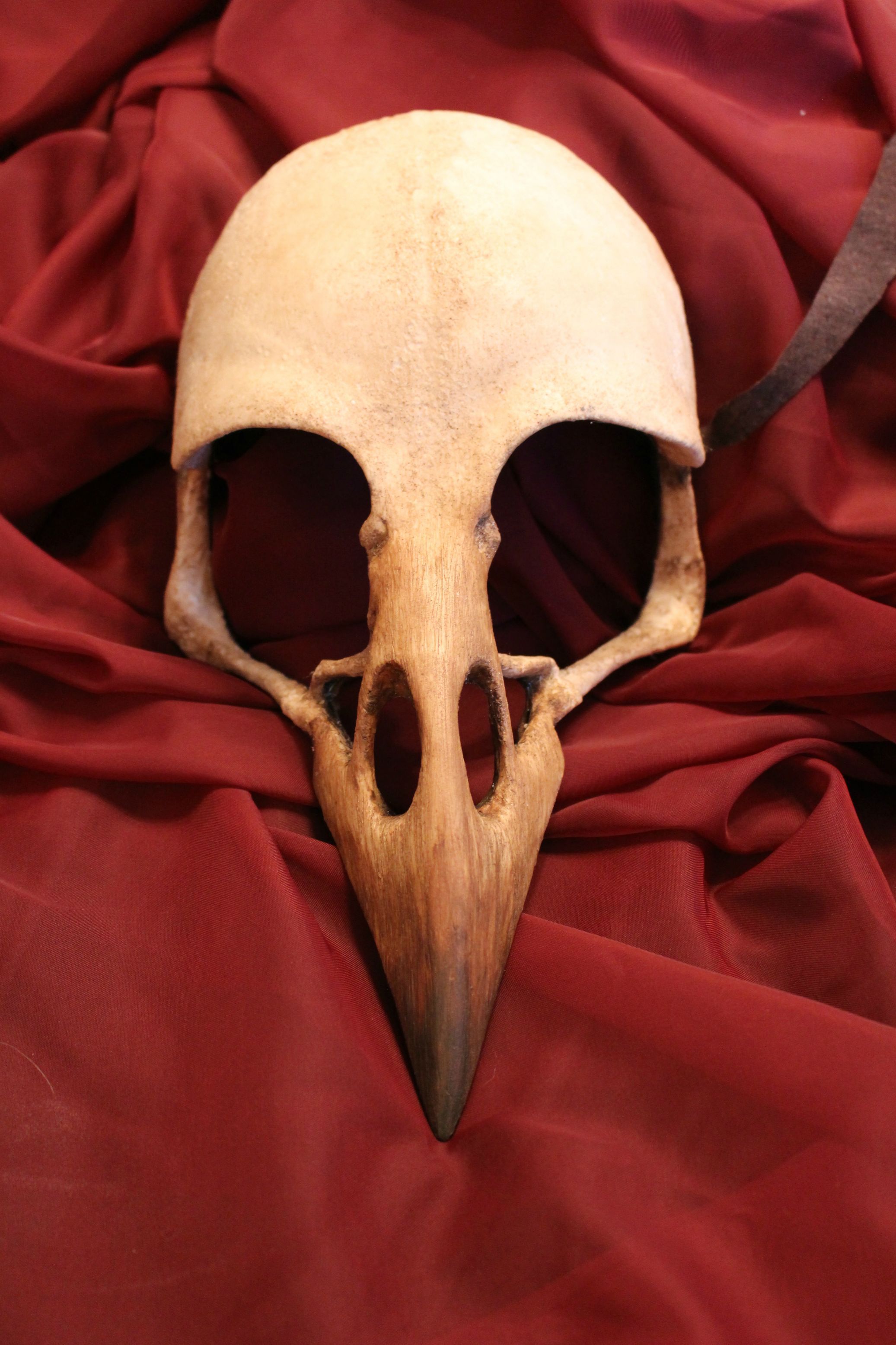 Crow/Raven Bird Skull Mask | Raven bird, Bird skull and Skull mask