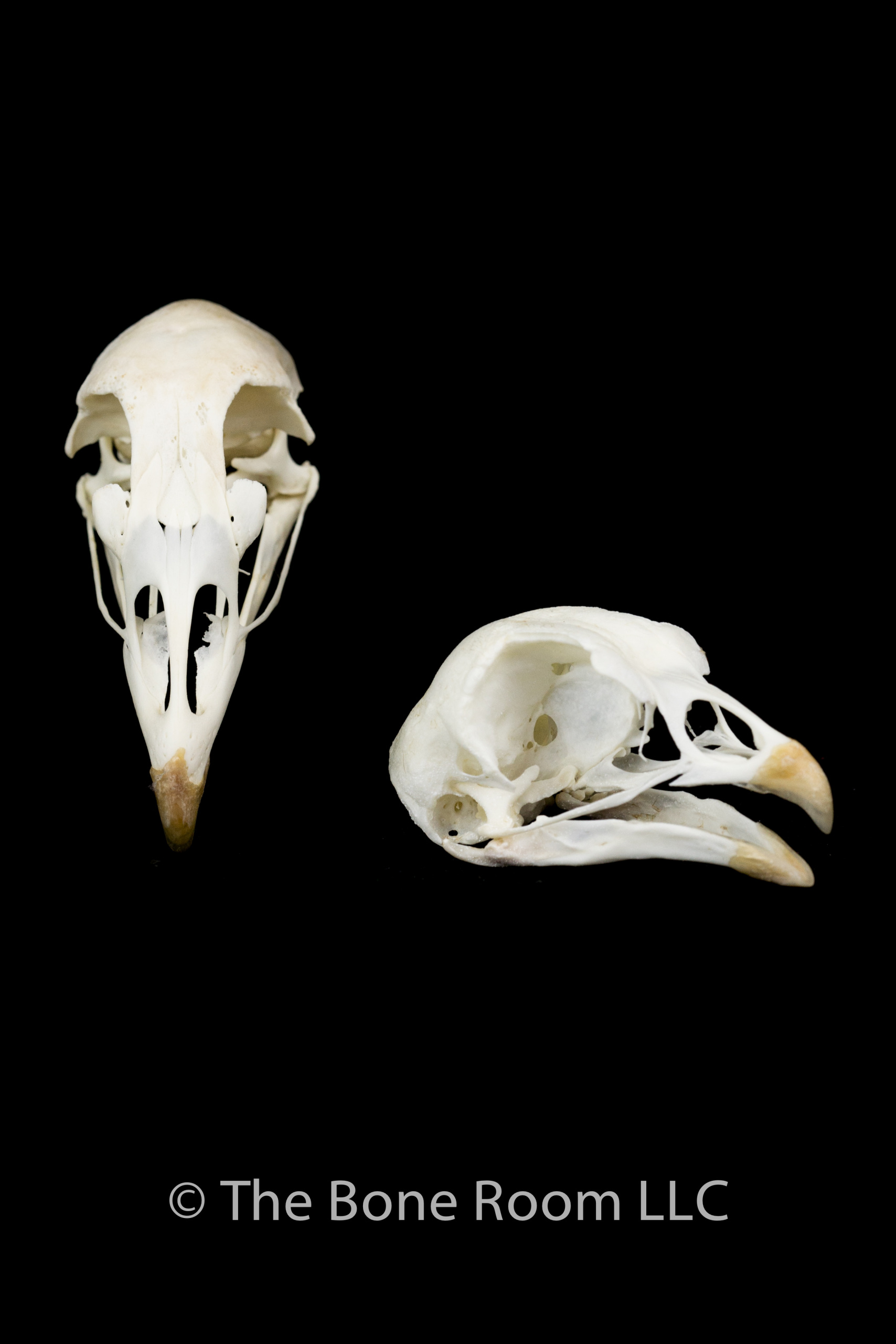 Bird skull photo