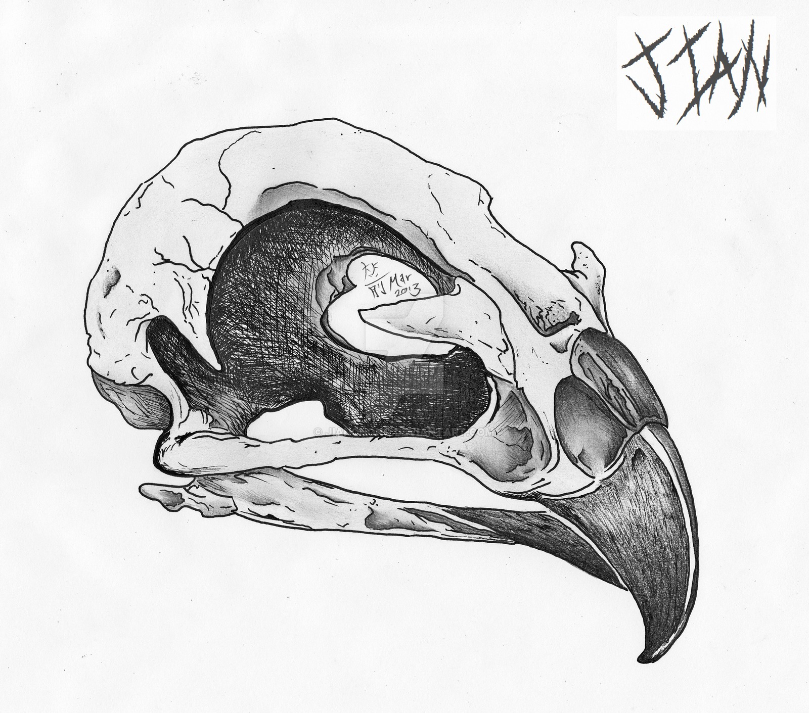 Bird Skull by jianchong on DeviantArt
