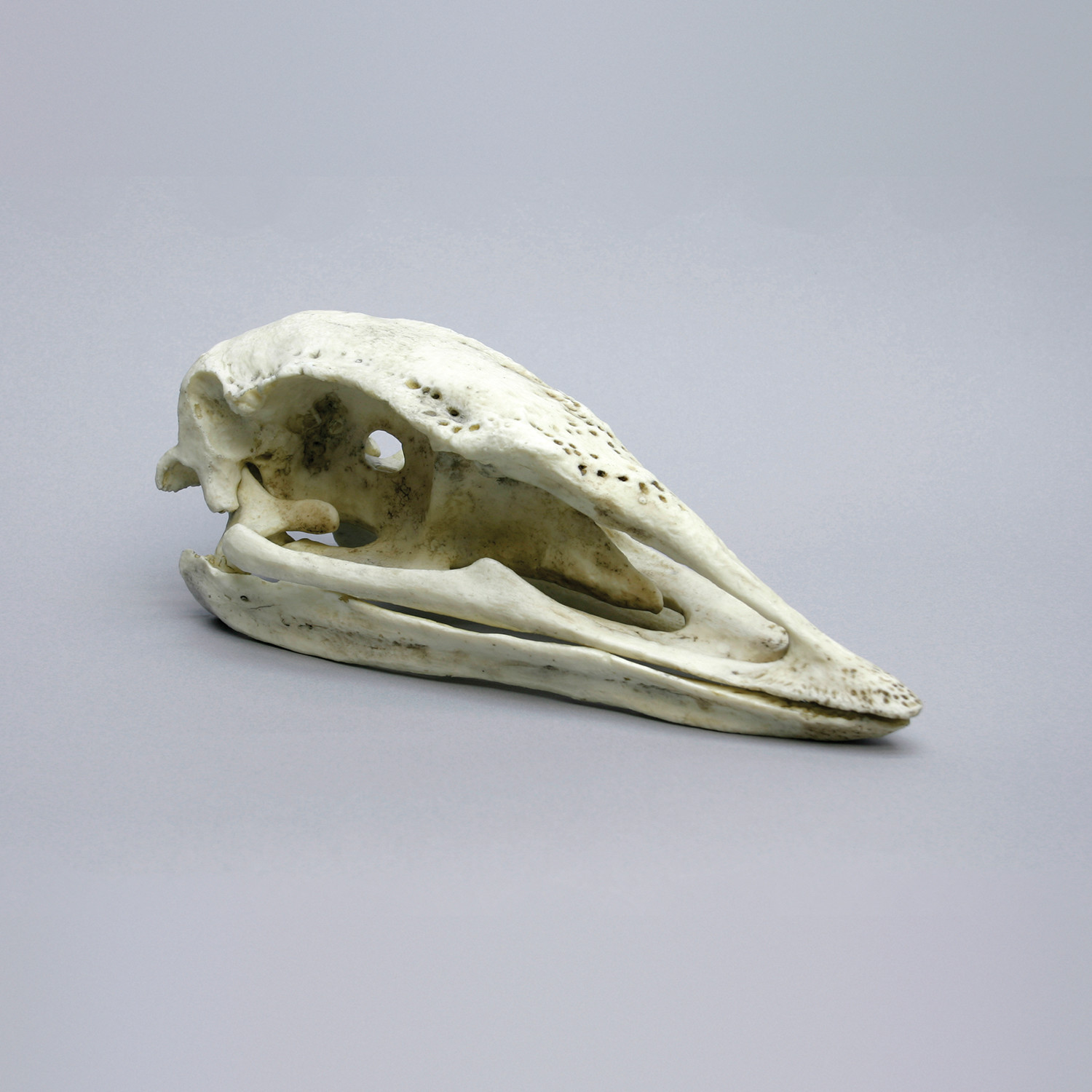 Giant Elephant Bird Skull - Bone Clones - Touch of Modern