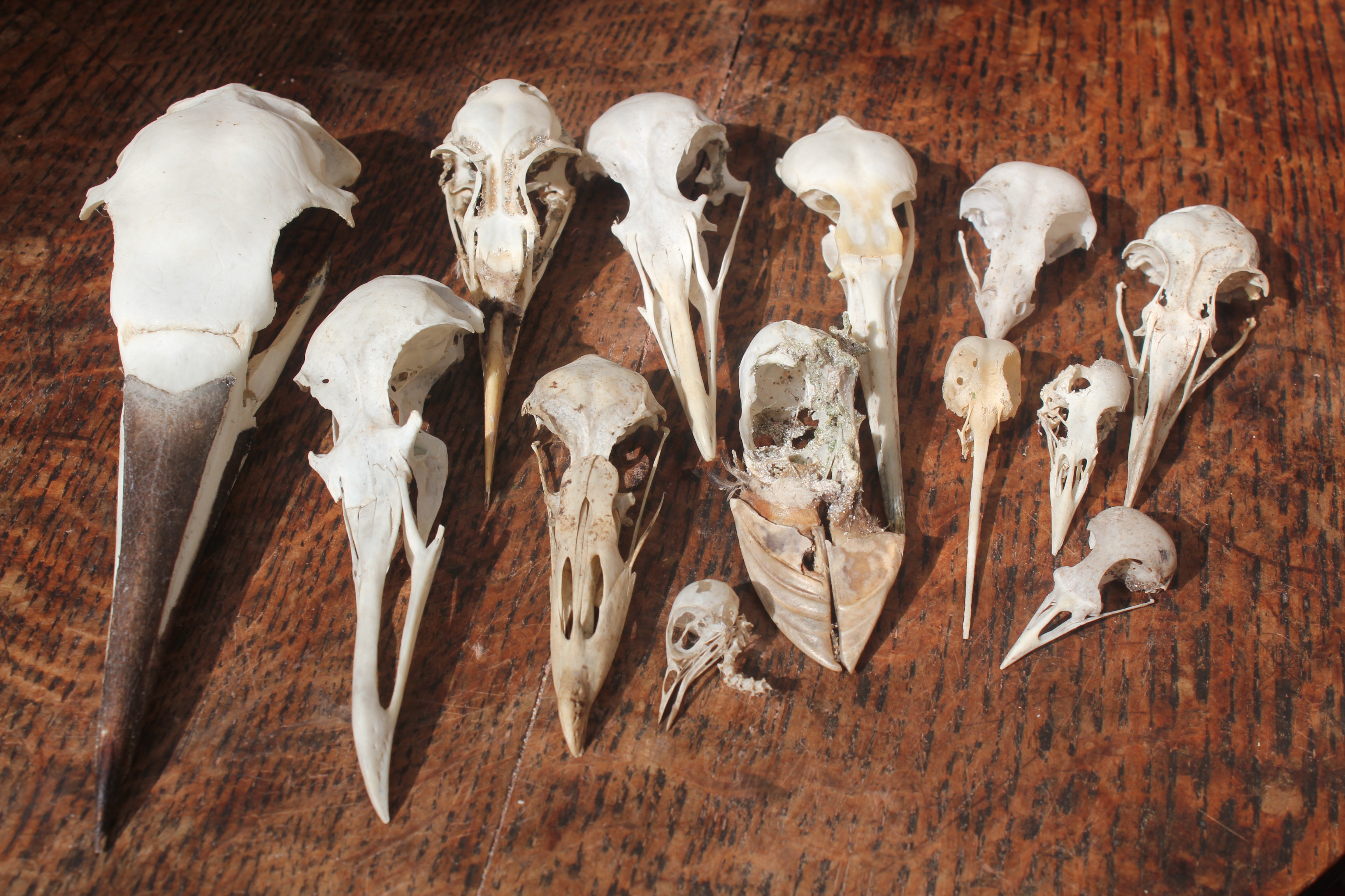 Birds and bird skulls – Jane Darke