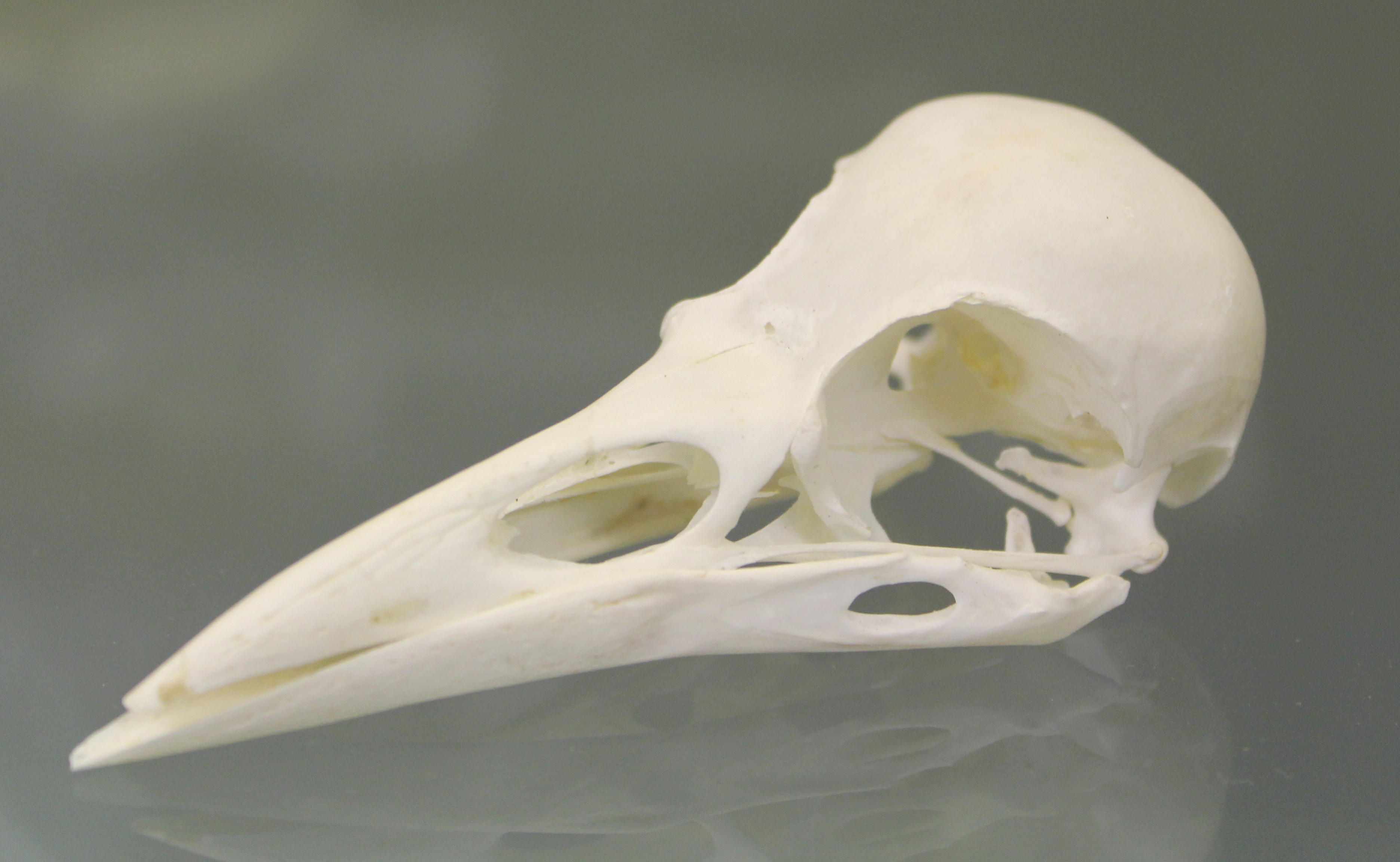 File:Rook (Corvus frugilegus) skull at the Royal Veterinary College ...