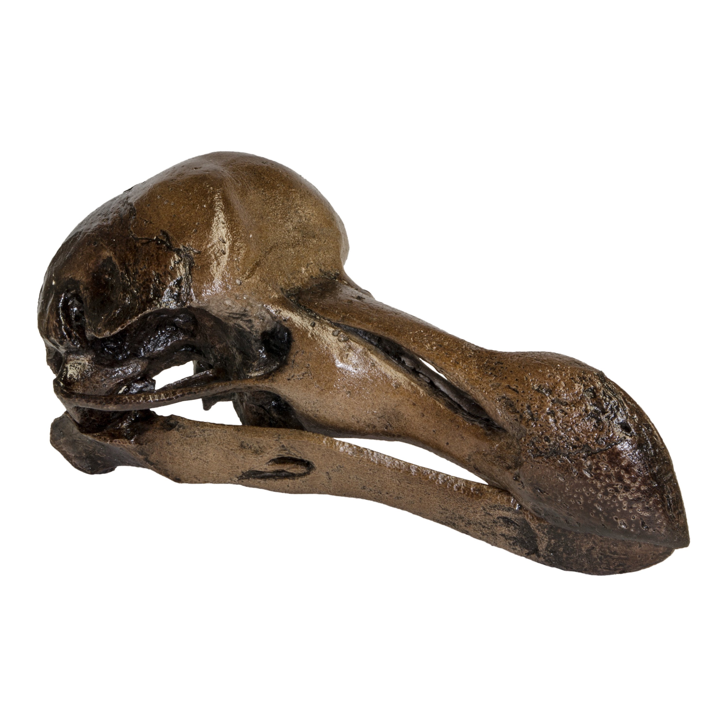 Replica Dodo Bird Skull For Sale – Skulls Unlimited International, Inc.