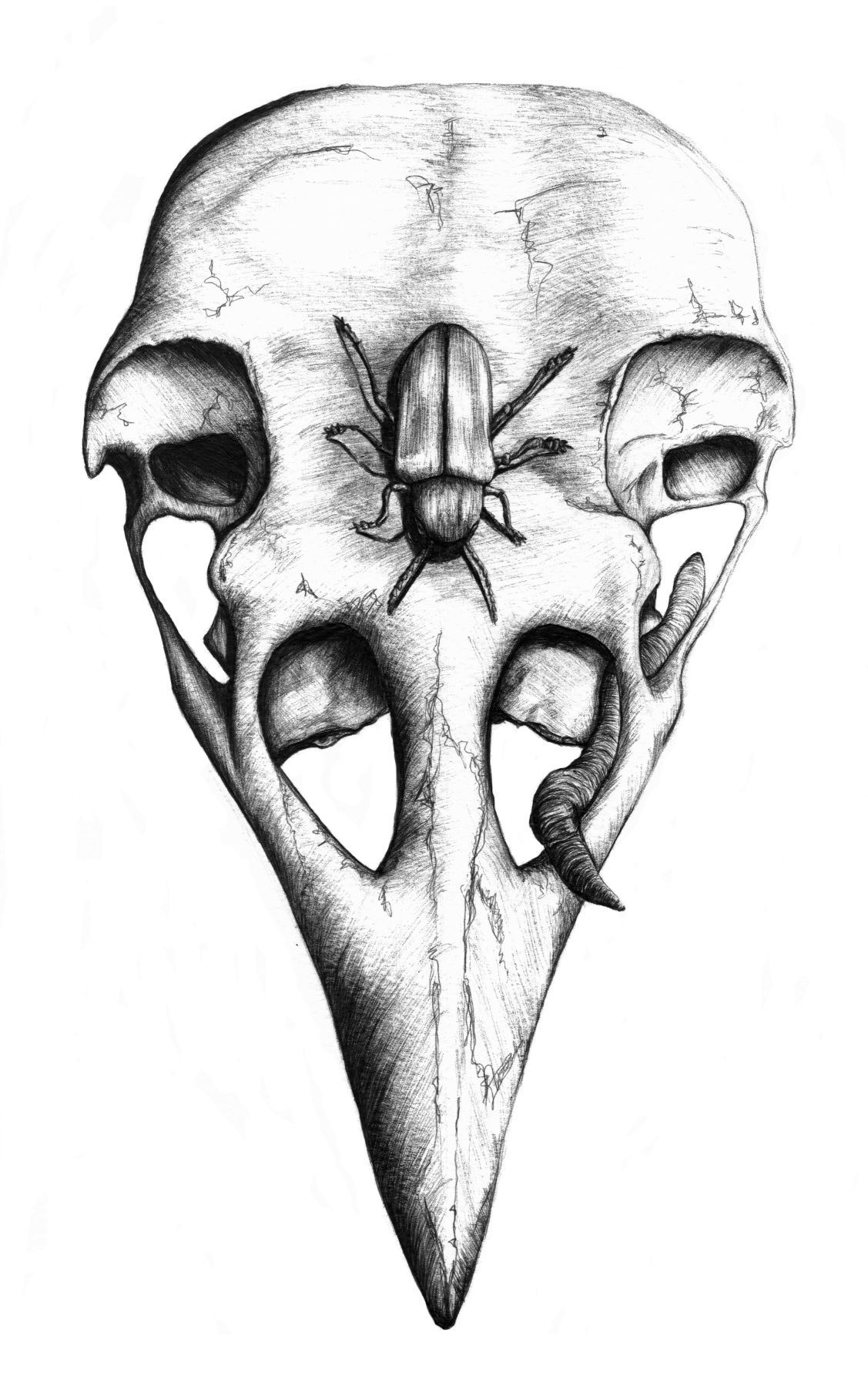 Bird Skull | Sophie Dear | Artist