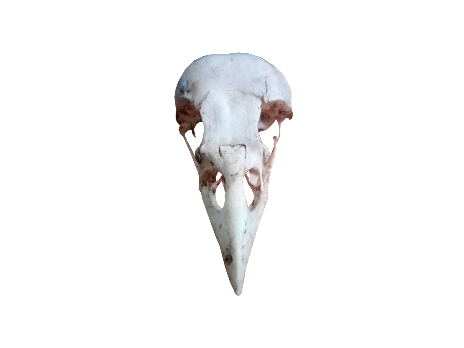 Bird skull - free png stock by DinowCookie on DeviantArt