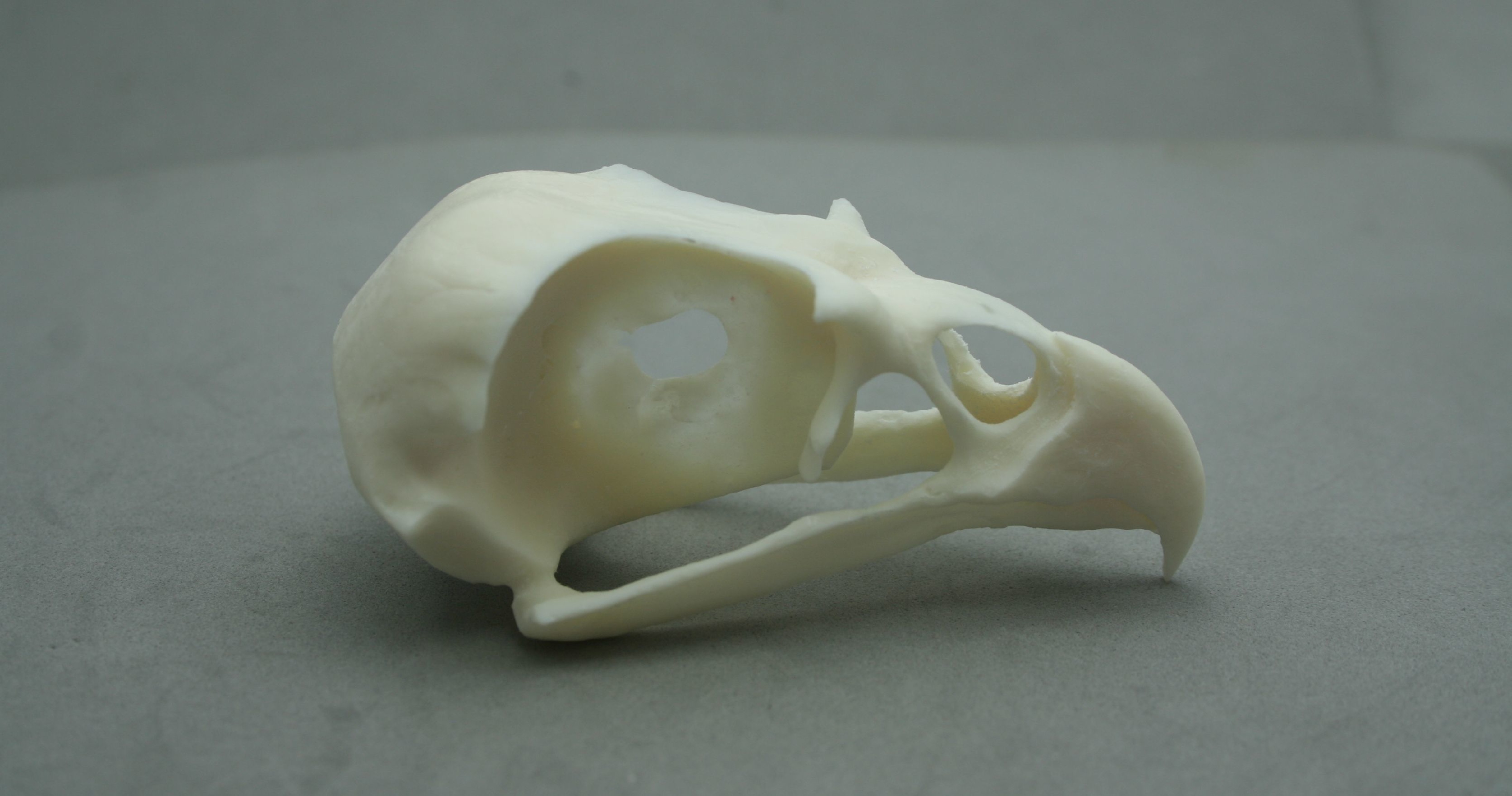 Replica Buzzard Skull (extra detailed)