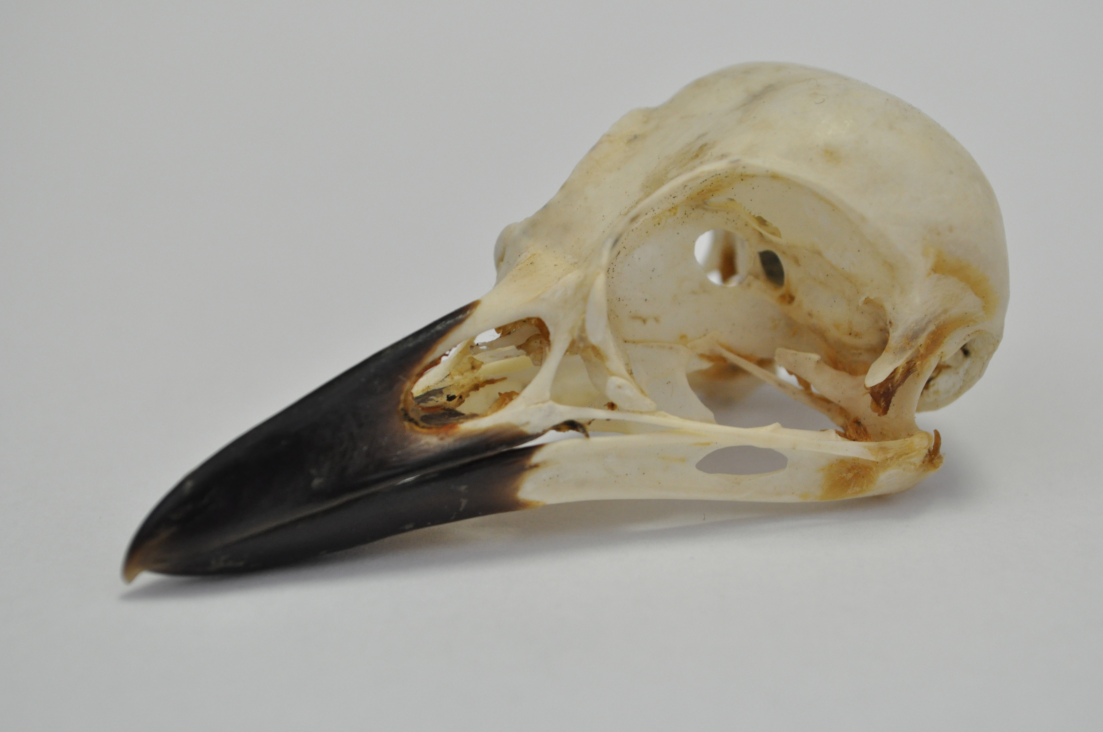Bird Skull -Stock- 2 by SvartHeks-Stock on DeviantArt
