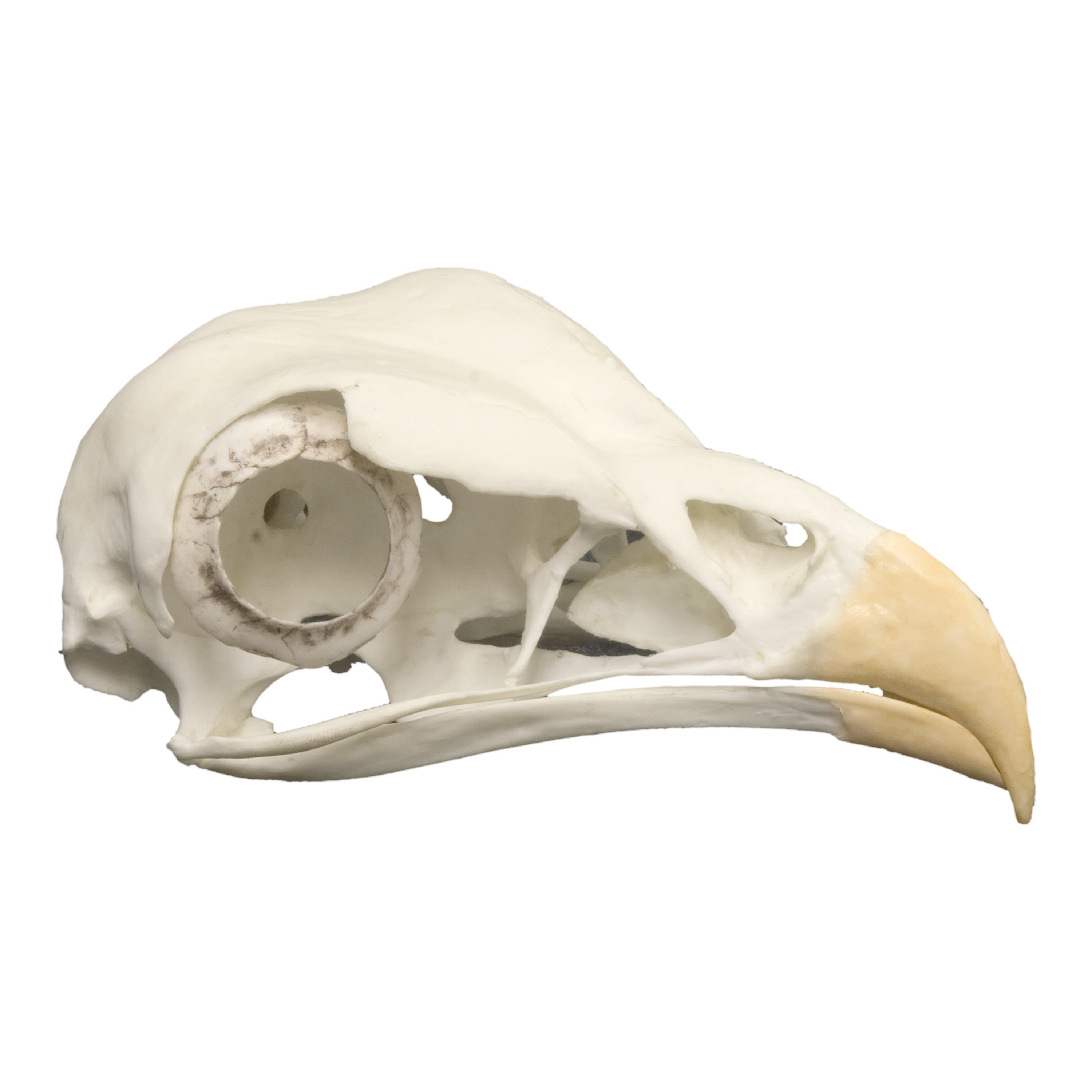 Replica Secretary Bird Skull For Sale – Skulls Unlimited ...
