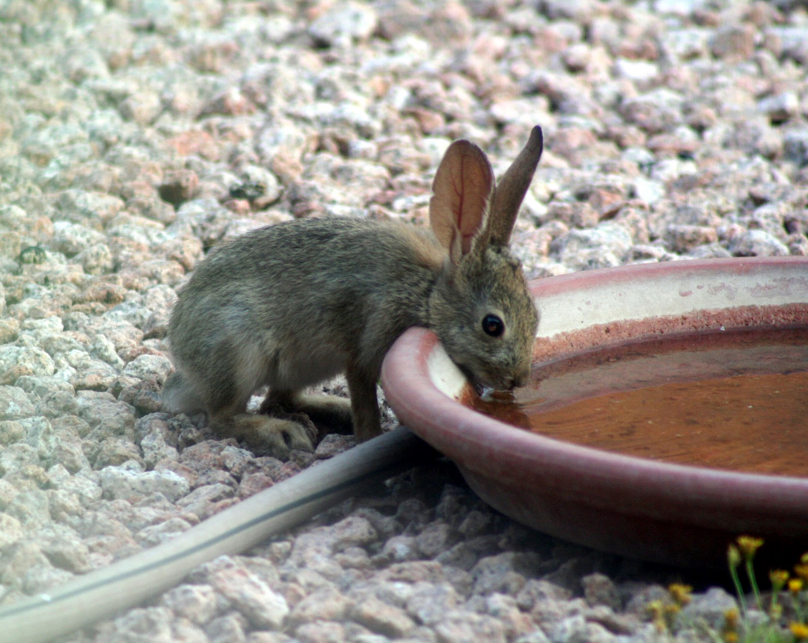Aw, a bunny drinking out of the ground bird bath~ | For the Birds ...