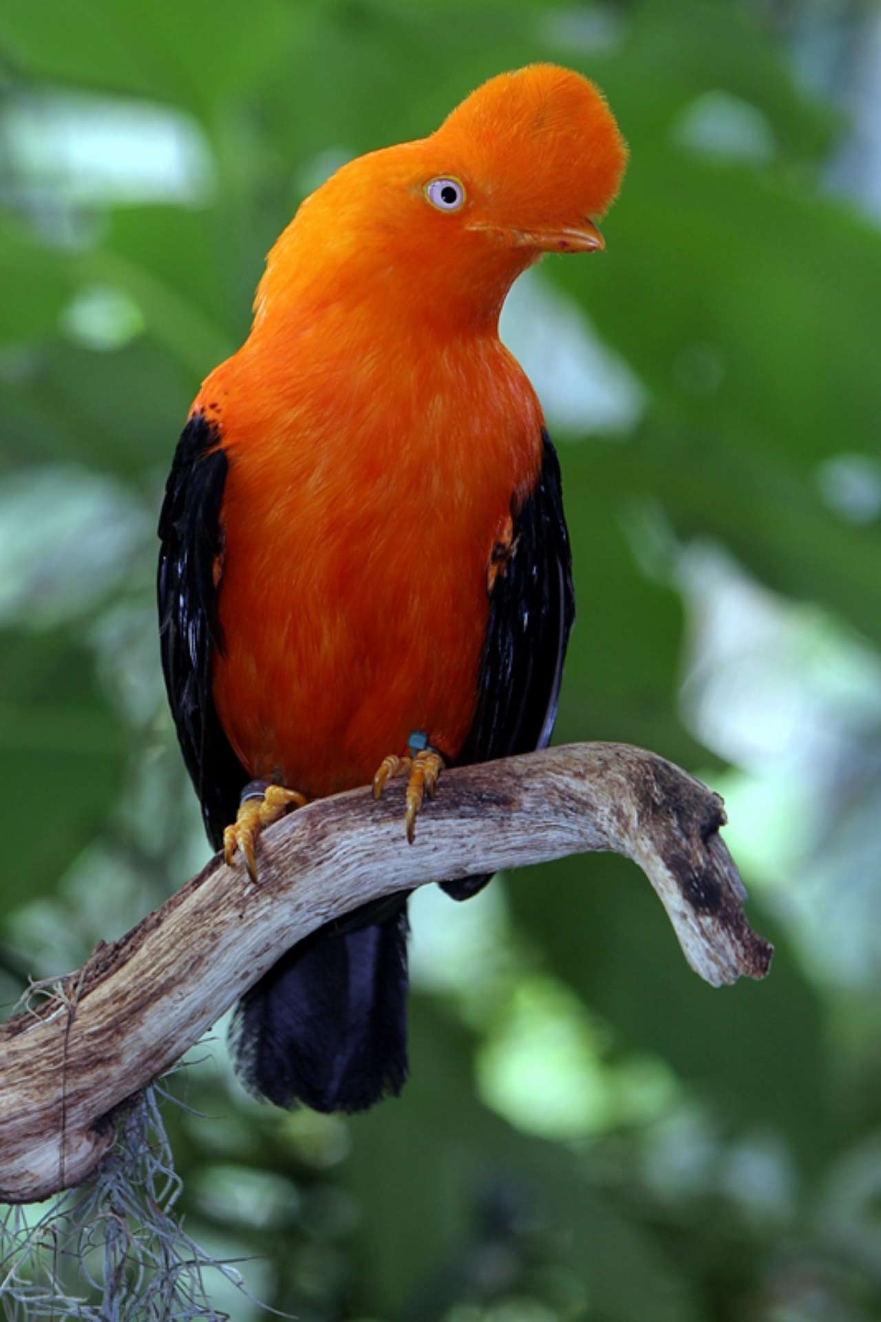 Ornithologists Map Family Tree of Mysterious Cotinga Birds | Biology ...