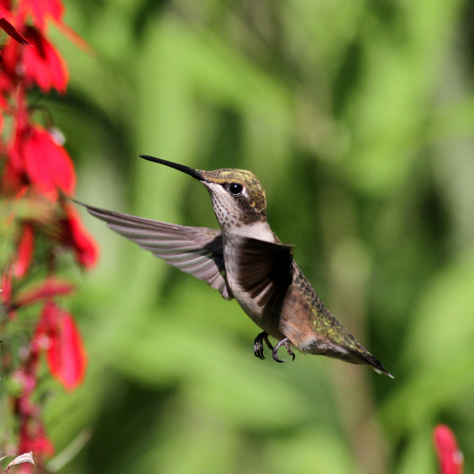FAQs About Birds | Audubon North Carolina