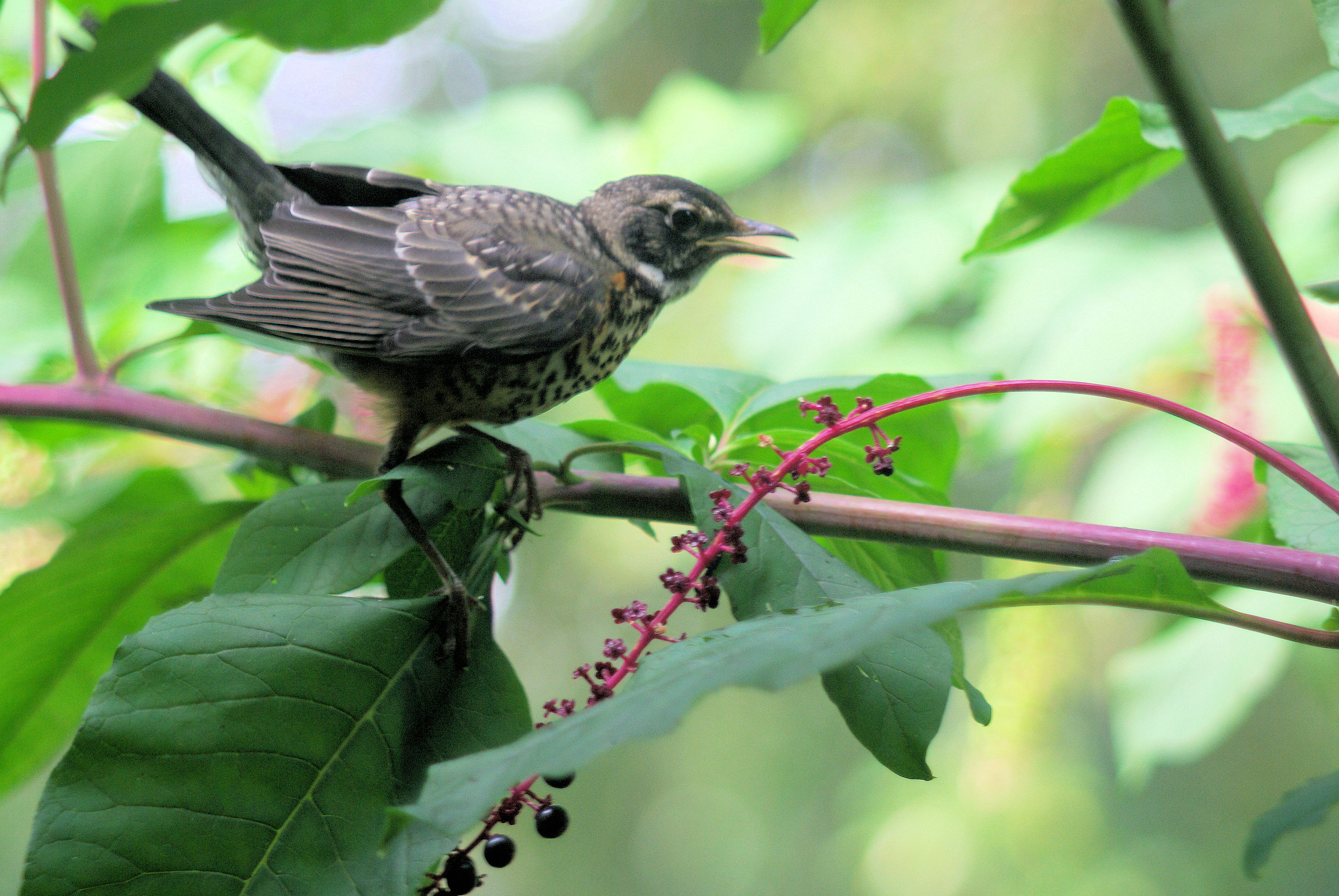 Backyards prove surprising havens for native birds | Ecological ...