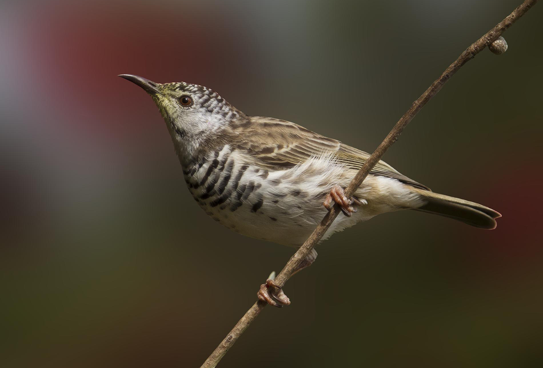Birds Evolve Their Behavior Without Changing Their Bodies: The Case ...