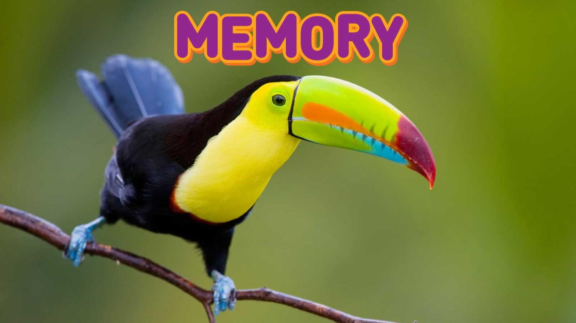 Birds Memory