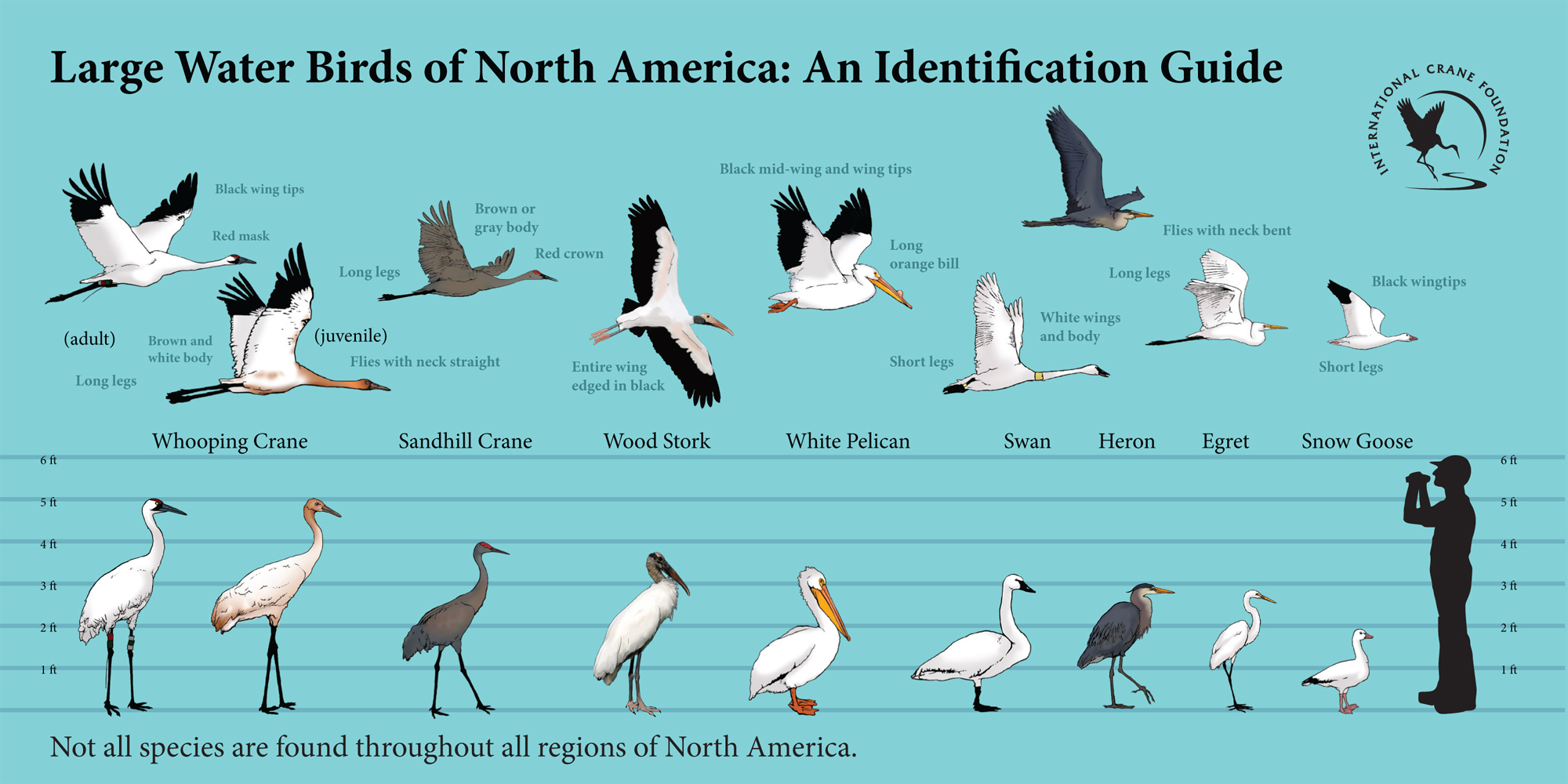 Birds Similar to Cranes | International Crane Foundation
