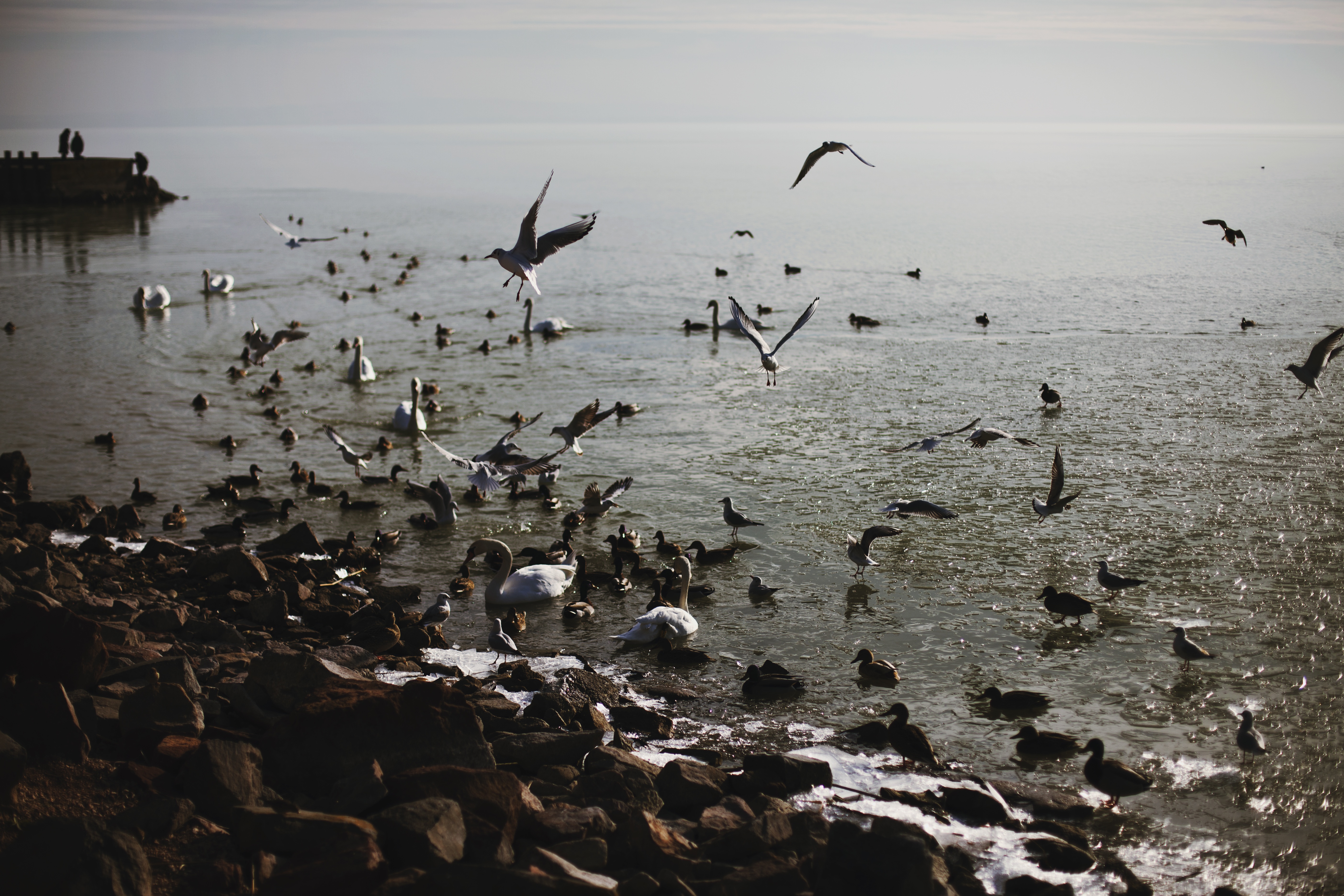 Birds, Ducks, Flow, Rock, Rocky, HQ Photo