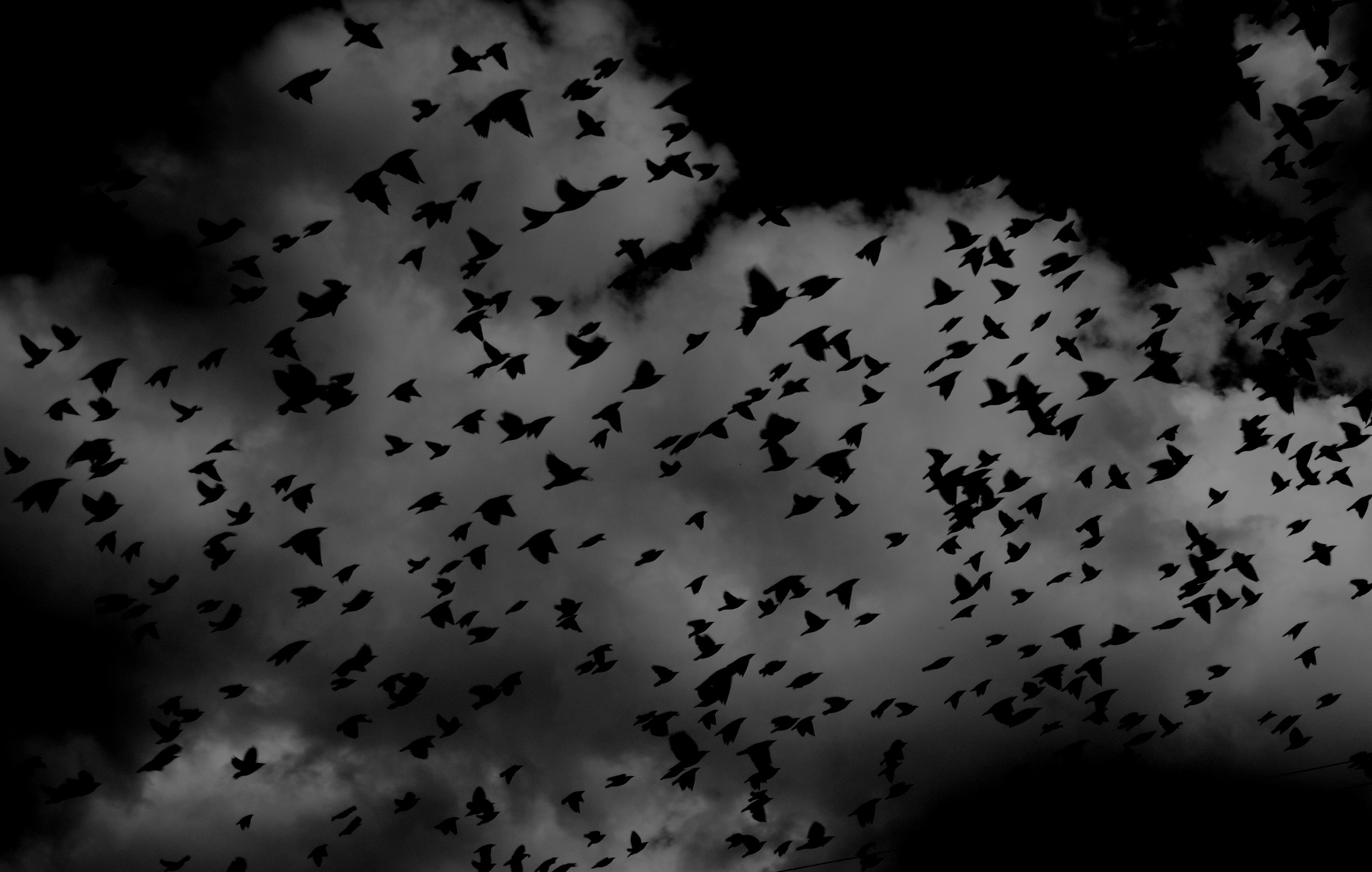 Birds, Bird, Dark, Fly, Flying, HQ Photo