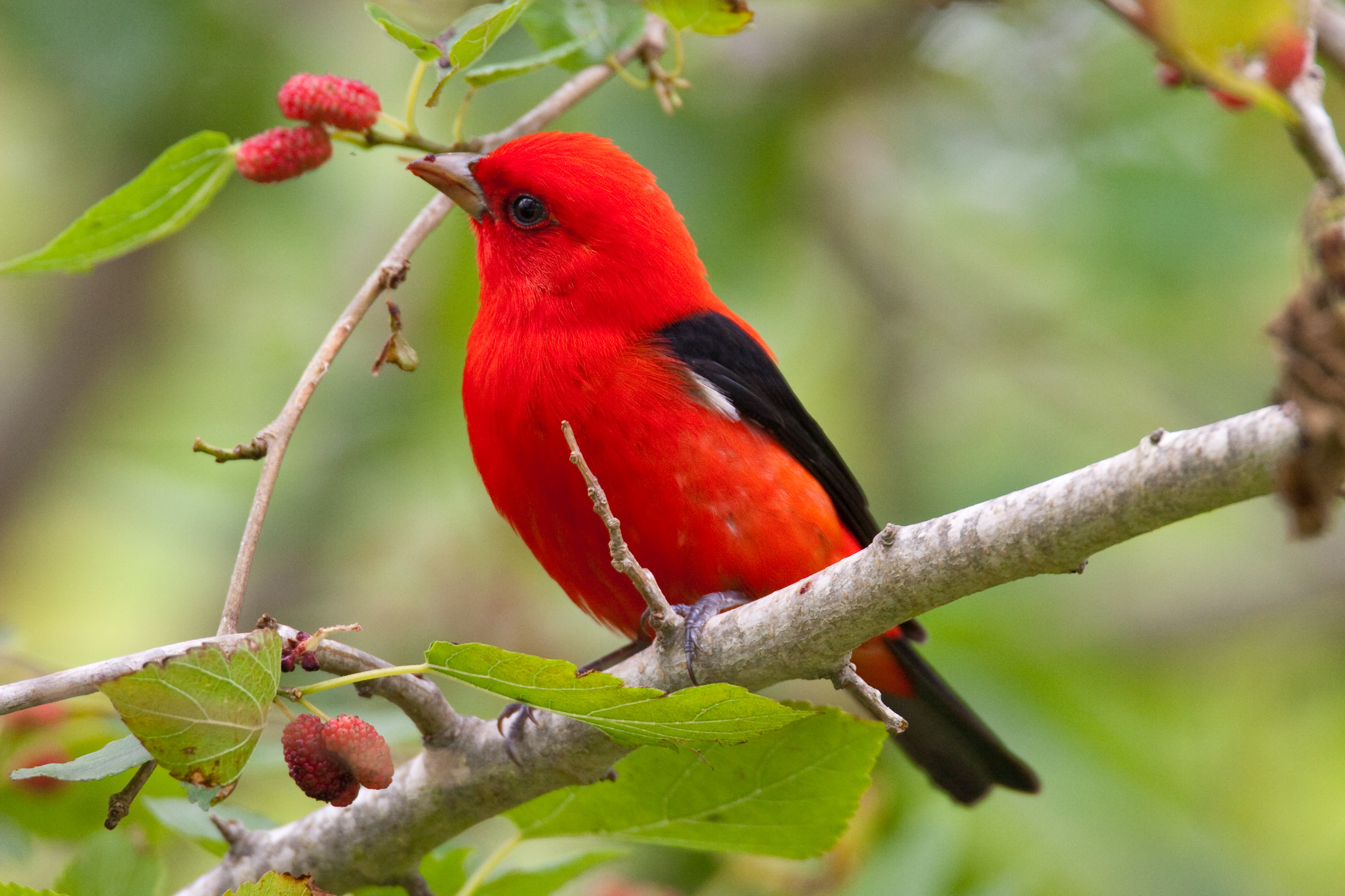 A Cup of Joe That's Also Good for the Birds | Smithsonian Insider