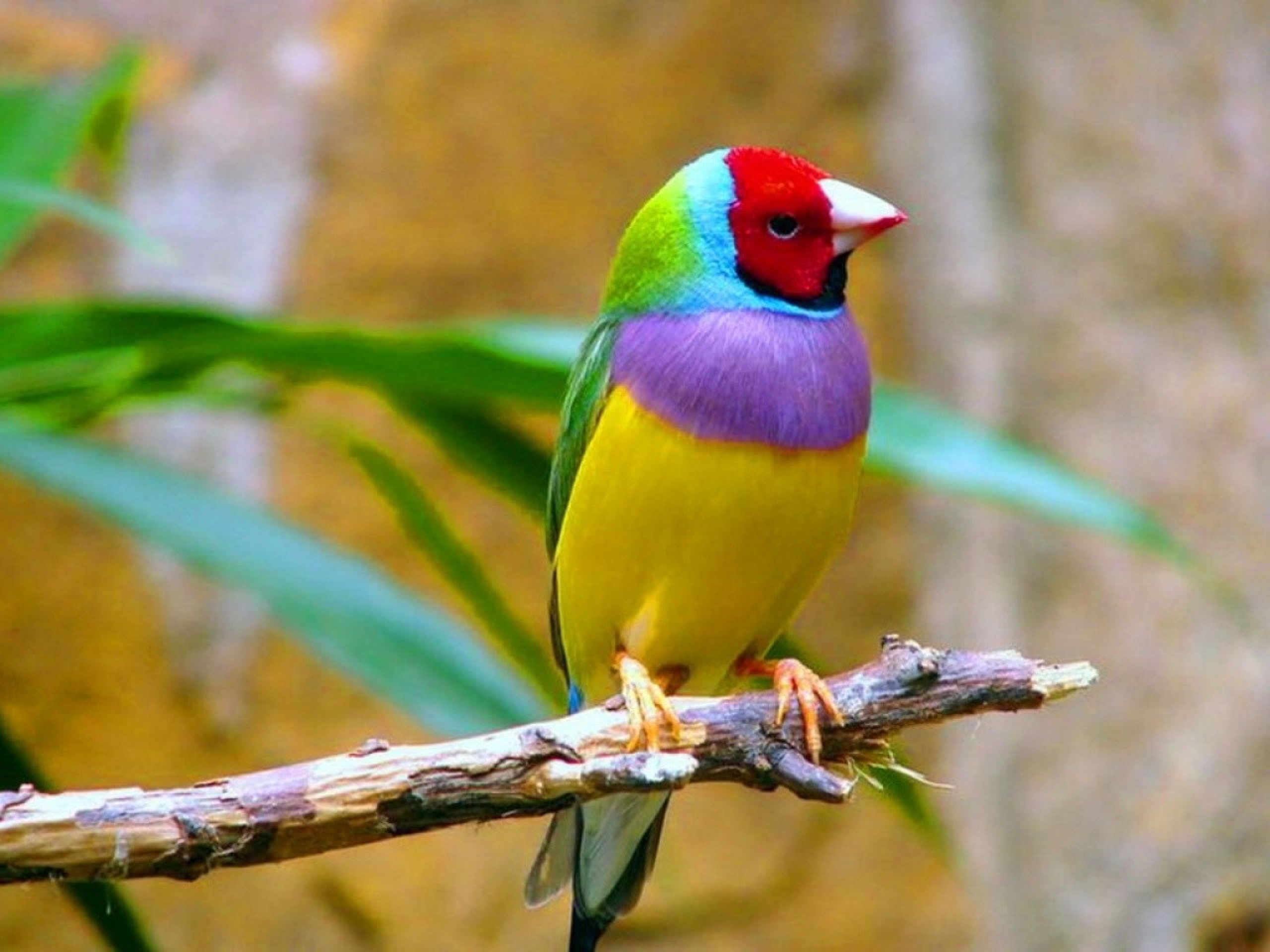Gouldian finch | Birds Wiki | FANDOM powered by Wikia