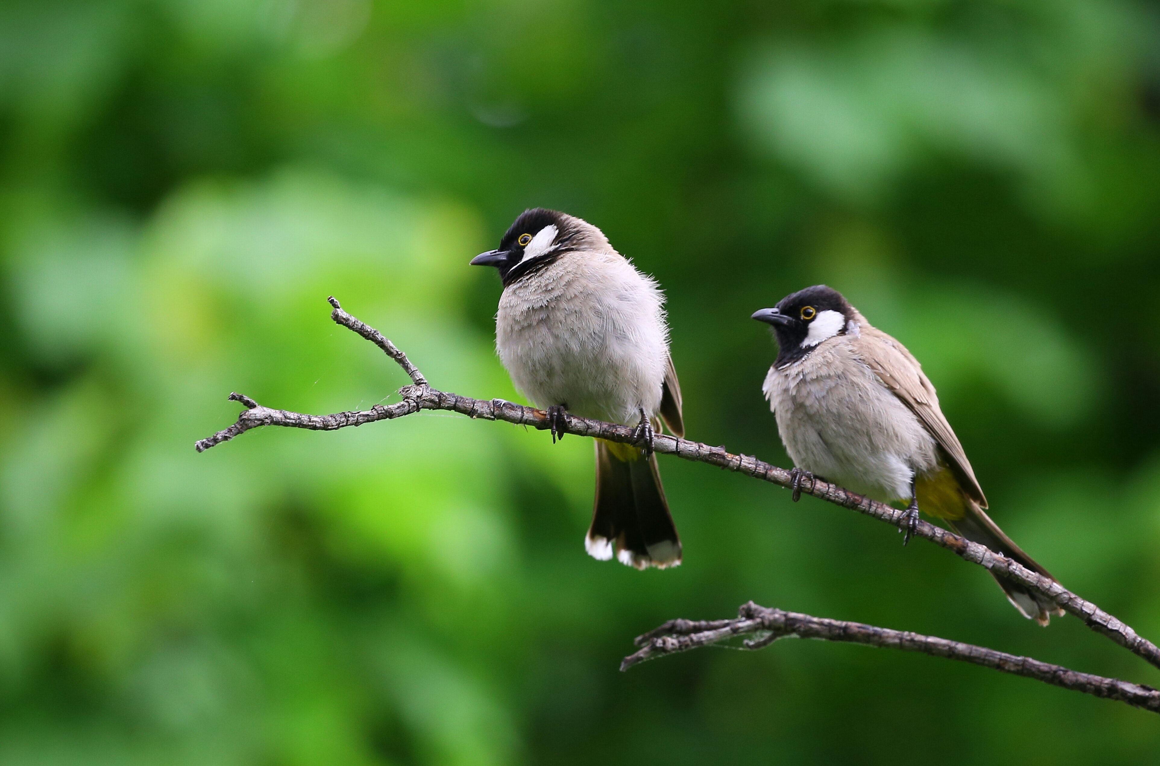 White and Black Birds Piercing on Tree Branch · Free Stock Photo