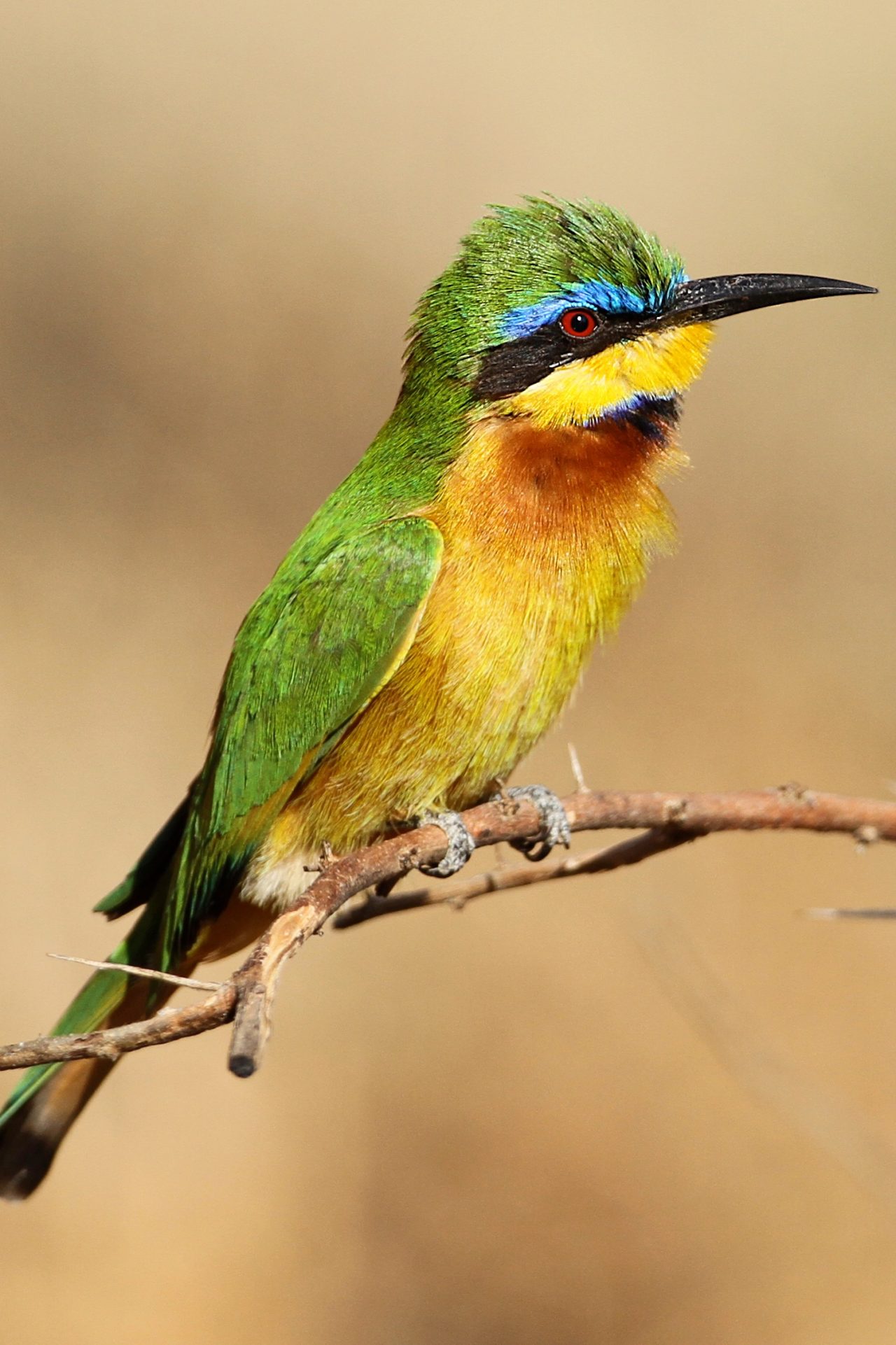 Earliest Beginnings of Bird Evolution Brought Into Focus With New ...