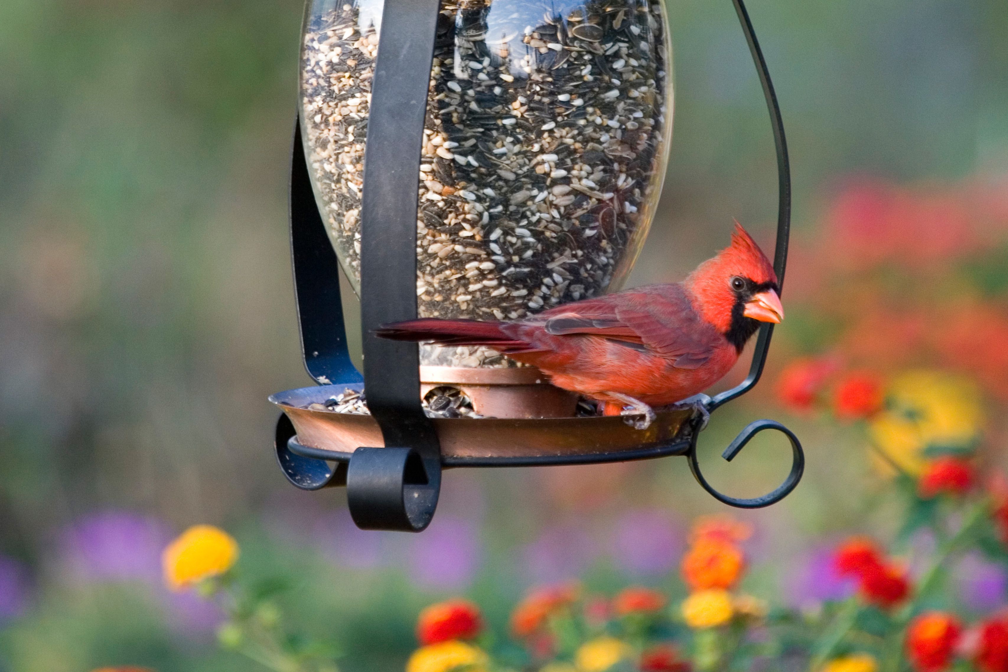 Benefits of Attracting Birds to Your Backyard
