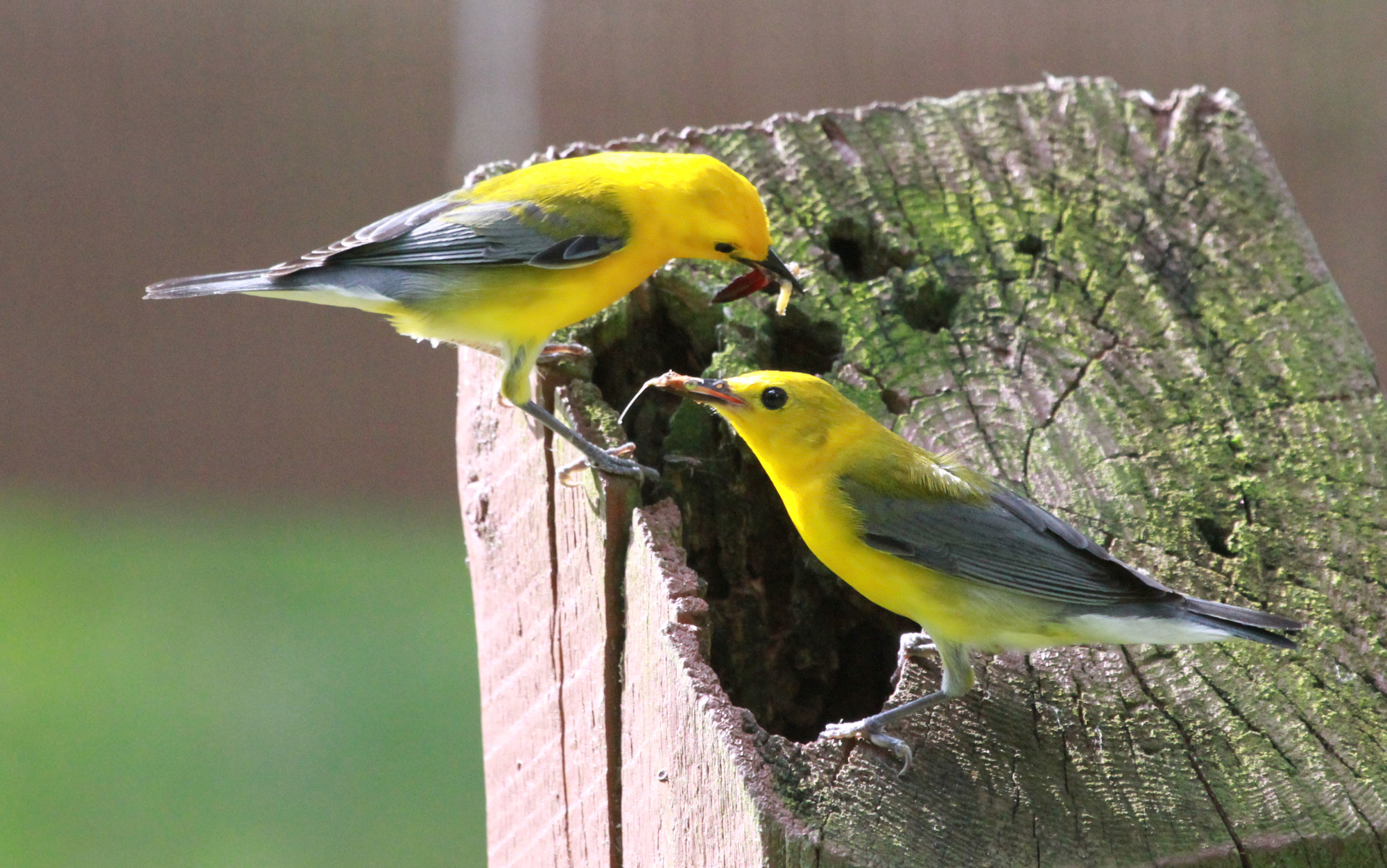 How Minnesota gardeners can help birds find crucial 'bird baby food ...