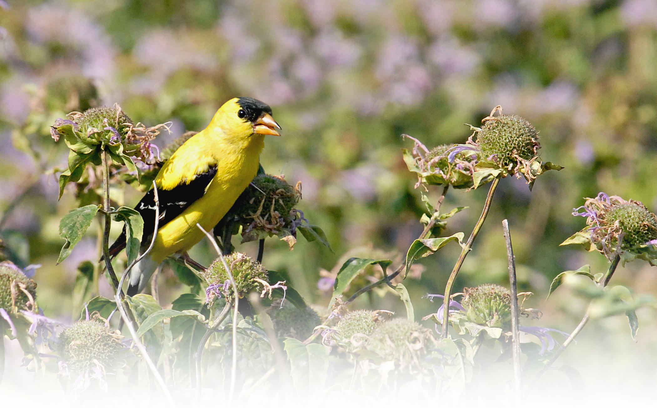 Native Plants for Native Birds | Audubon Minnesota