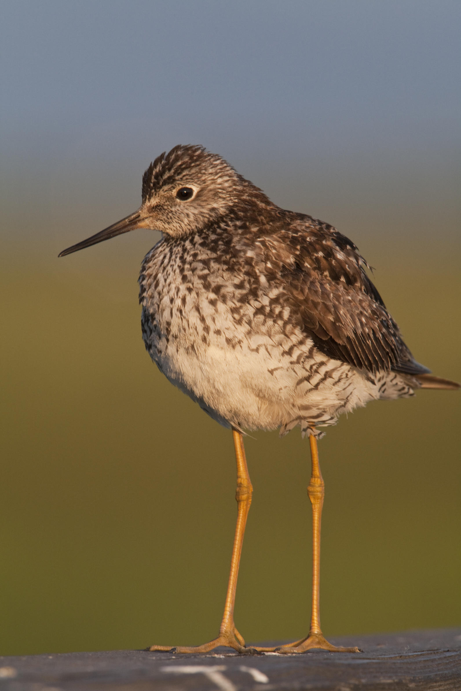 Birds 'n' Bogs Citizen Science Project | Audubon Alaska