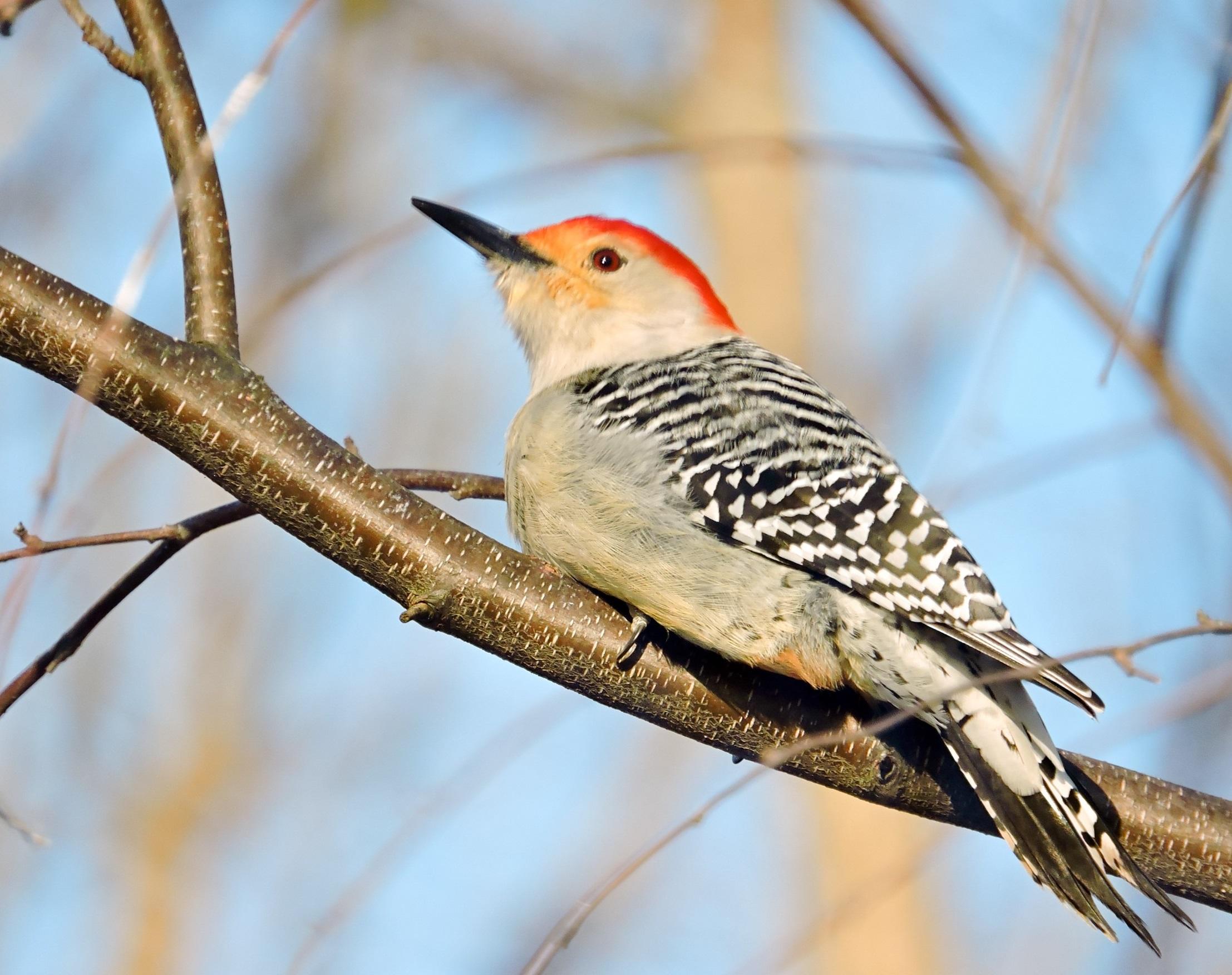 Birds | Audubon South Carolina