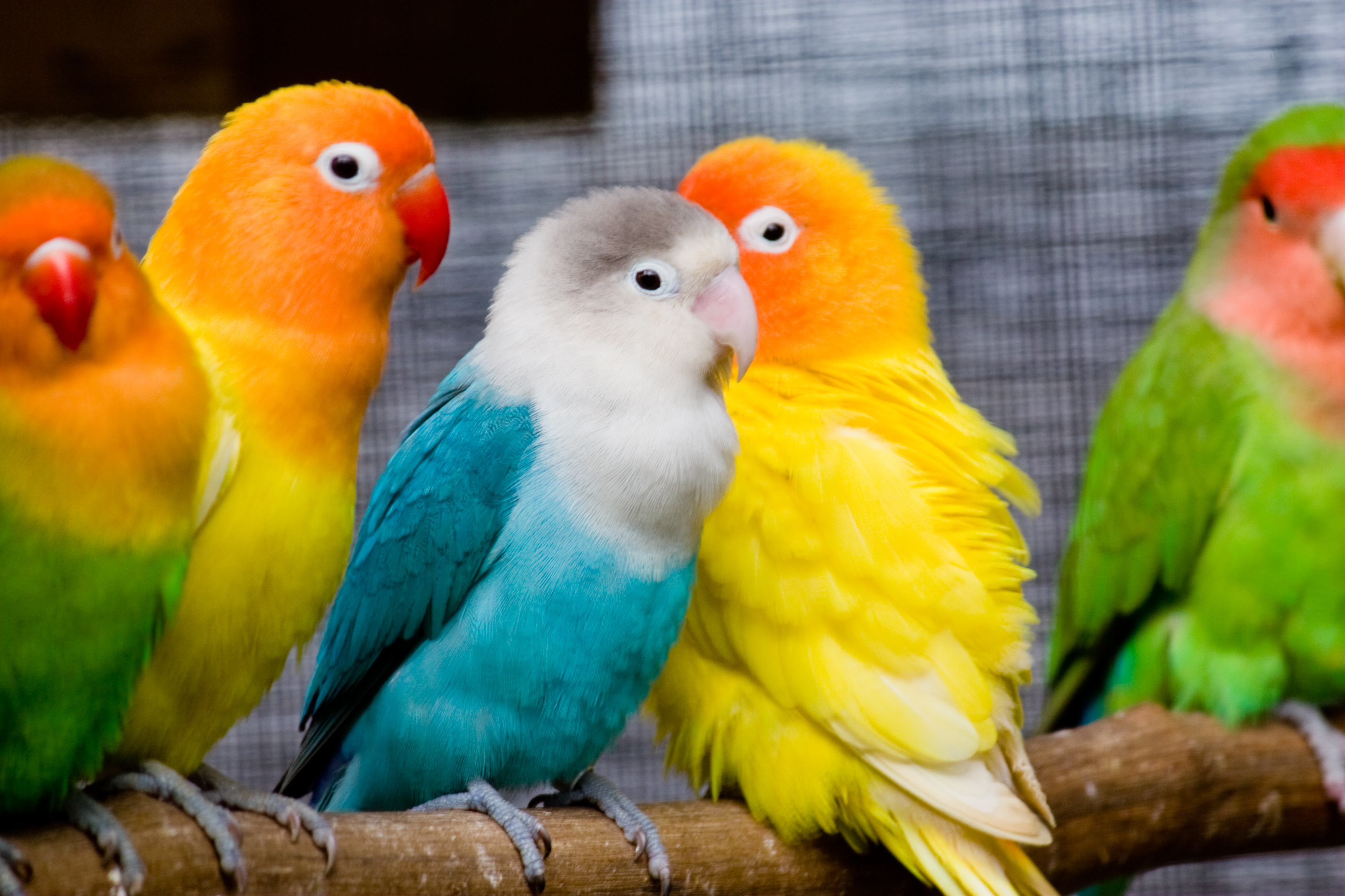 Most Colorful Bird Love Birds Pics