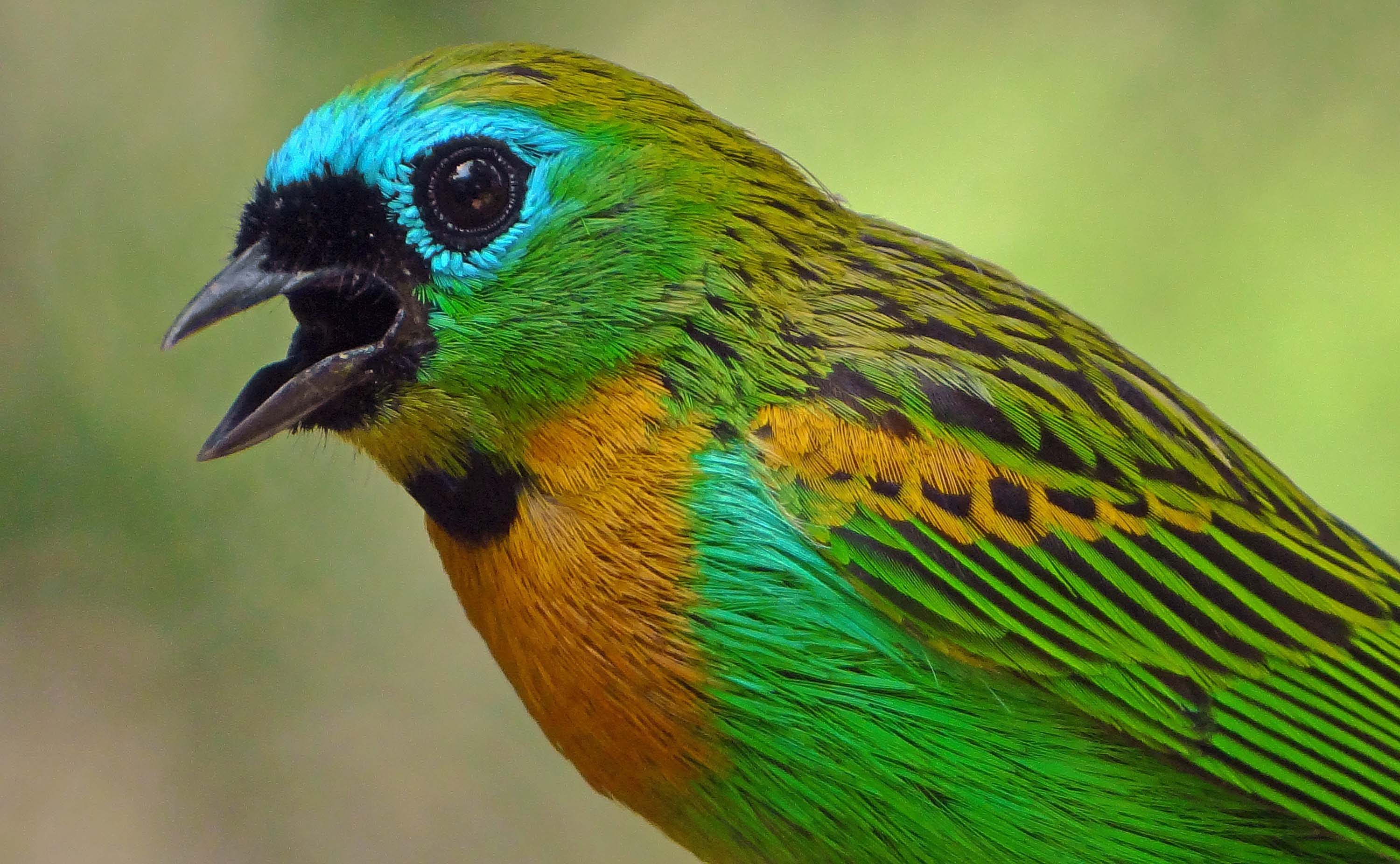 Brazilian birds and sounds! 3 - YouTube