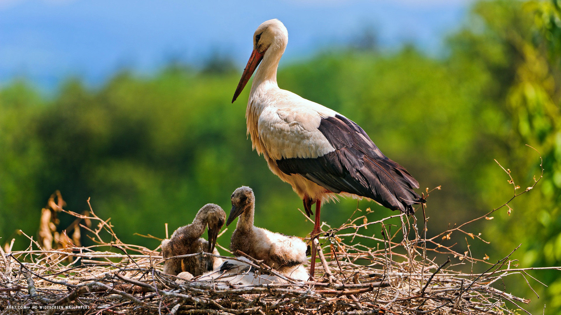 stork babies bird nest parent hd widescreen wallpaper / birds ...