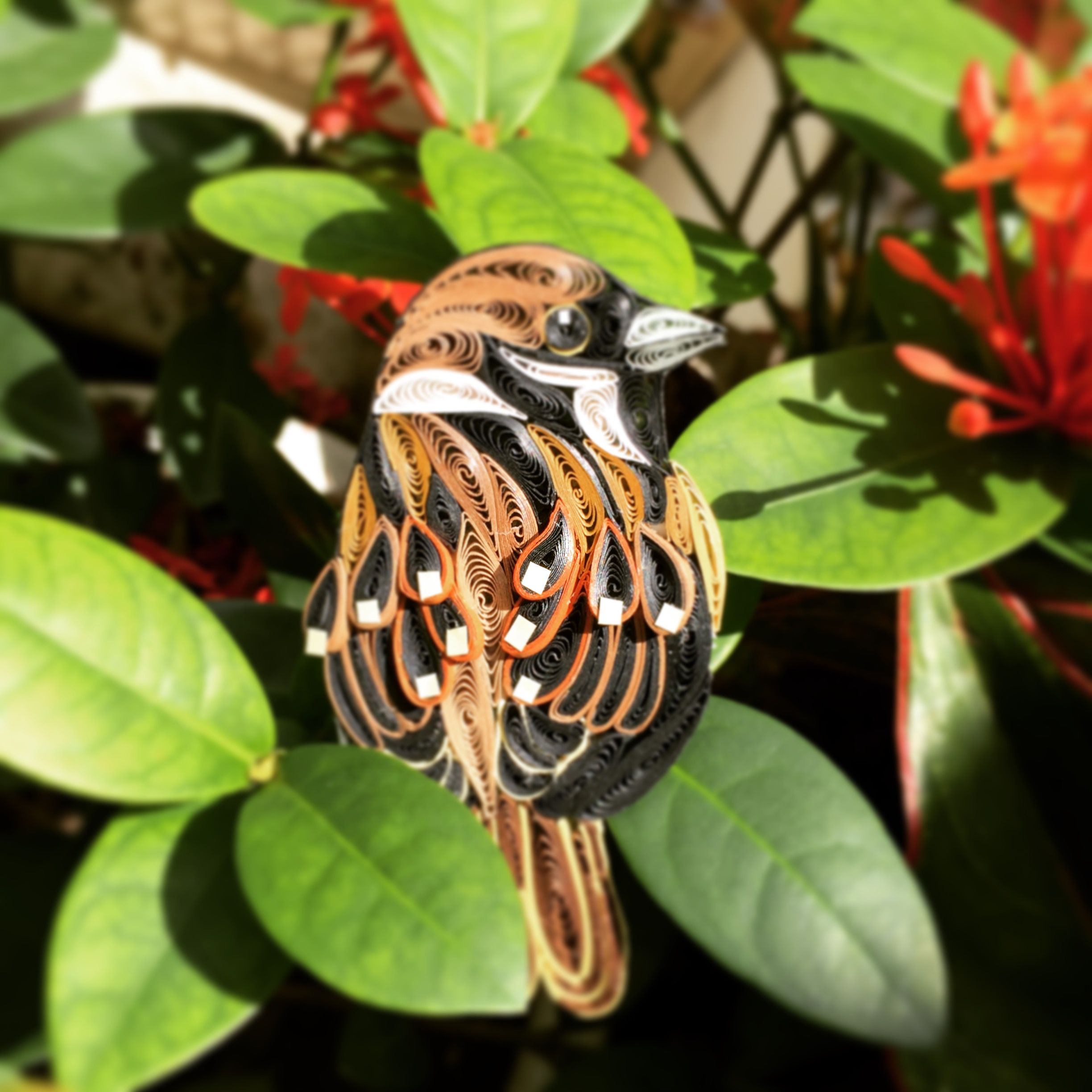 Pin by Rózsa Király on madarak | Pinterest | Bird, Exotic birds and ...