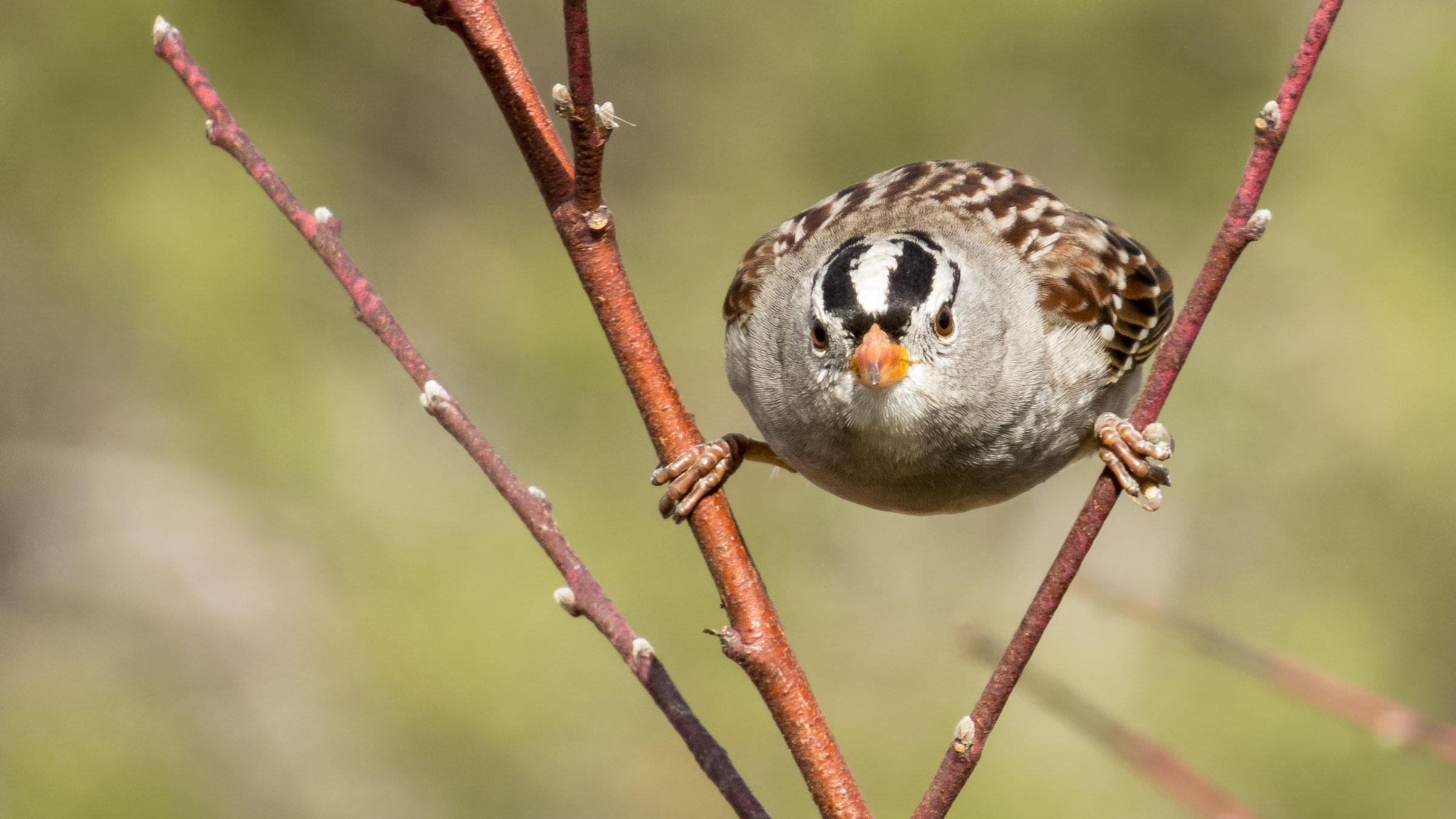 Learn Your Local Birds' Regional “Accents” | Audubon
