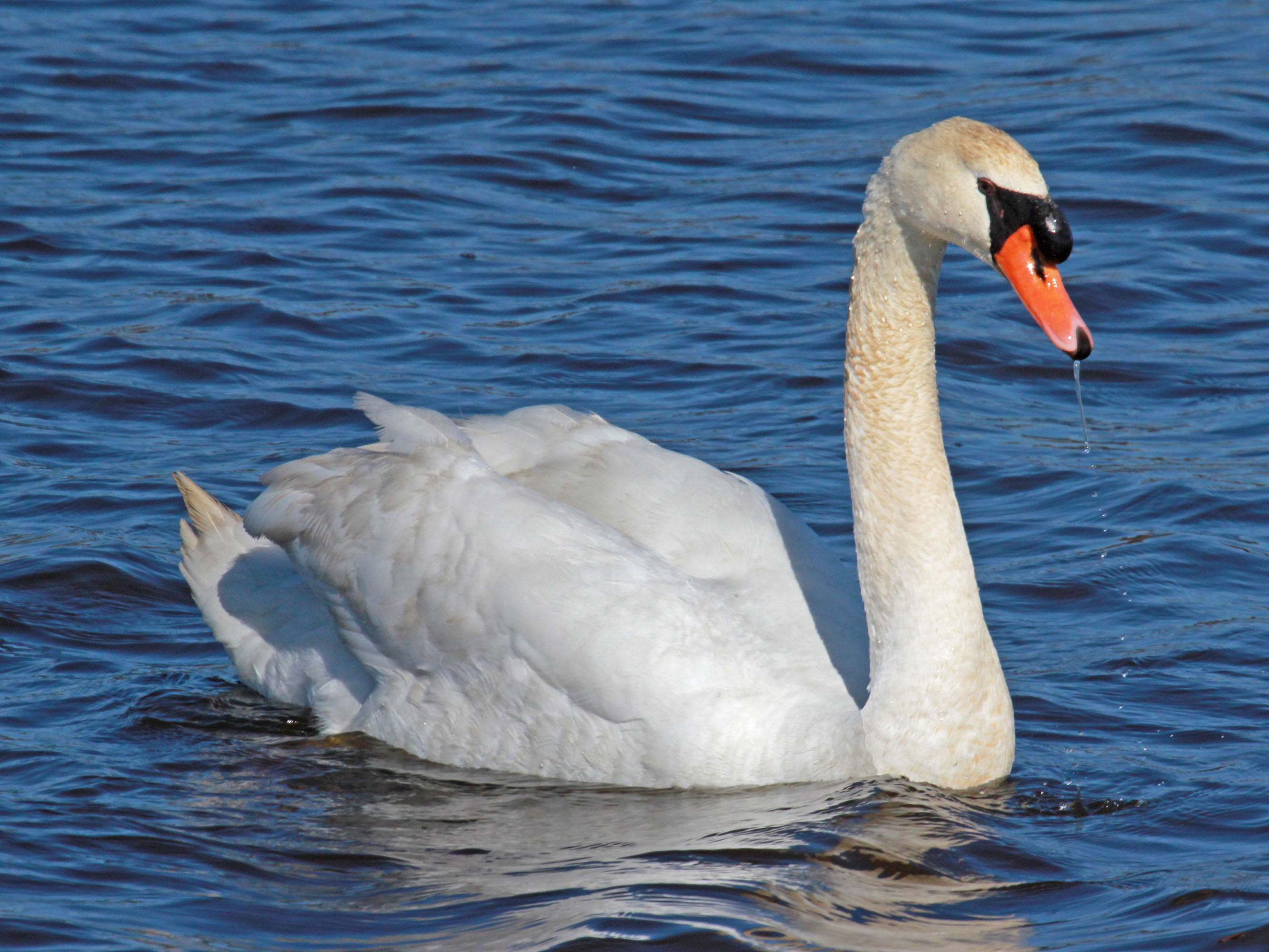 Birds of The World: SWANS