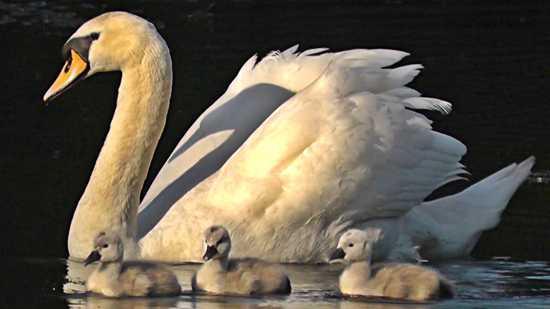 Mute Swan Birds and Cygnets on A Beautiful Summer Day - Part 2 - YouTube